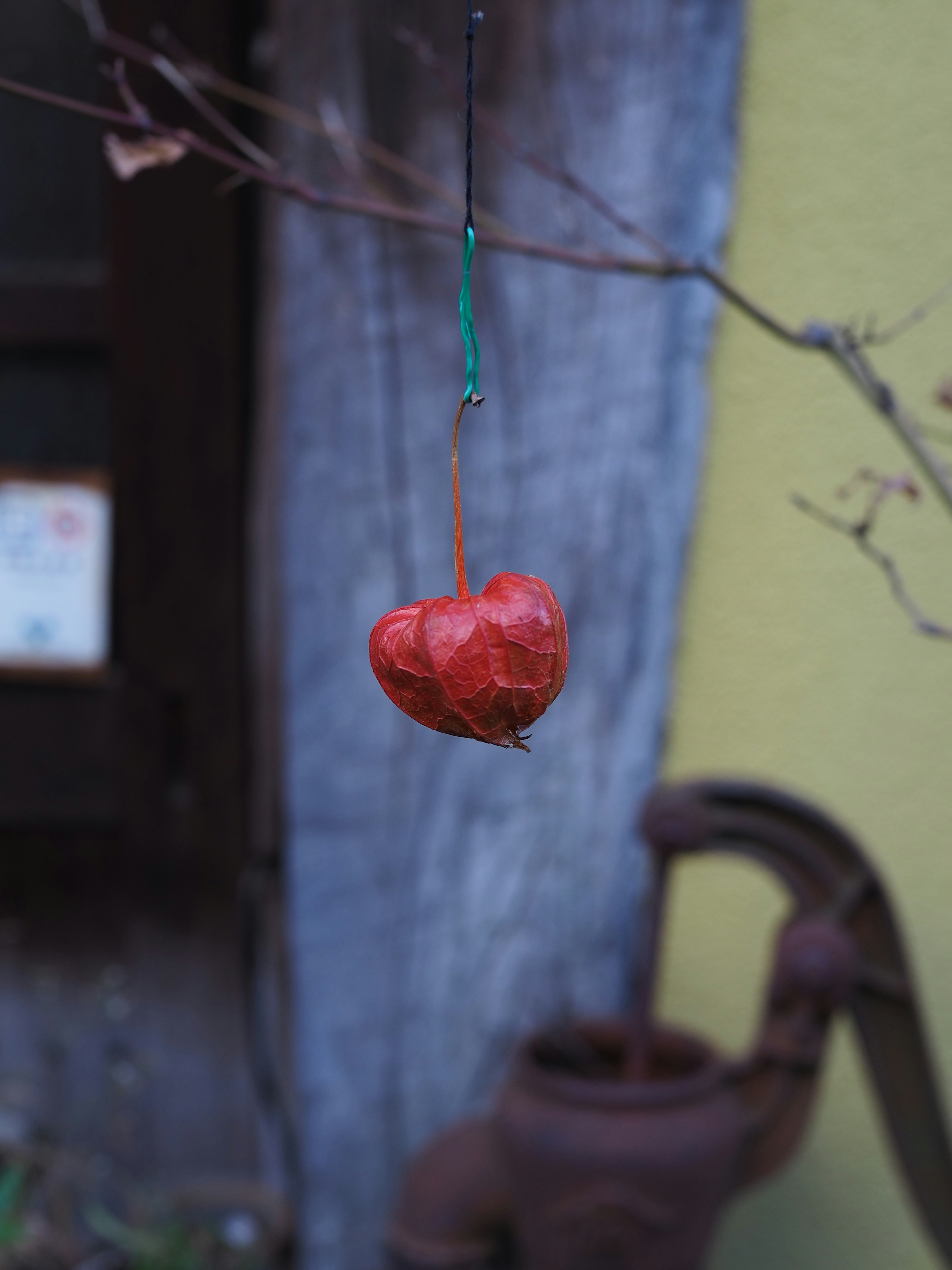 Red heart-shaped fruit hanging from a branch