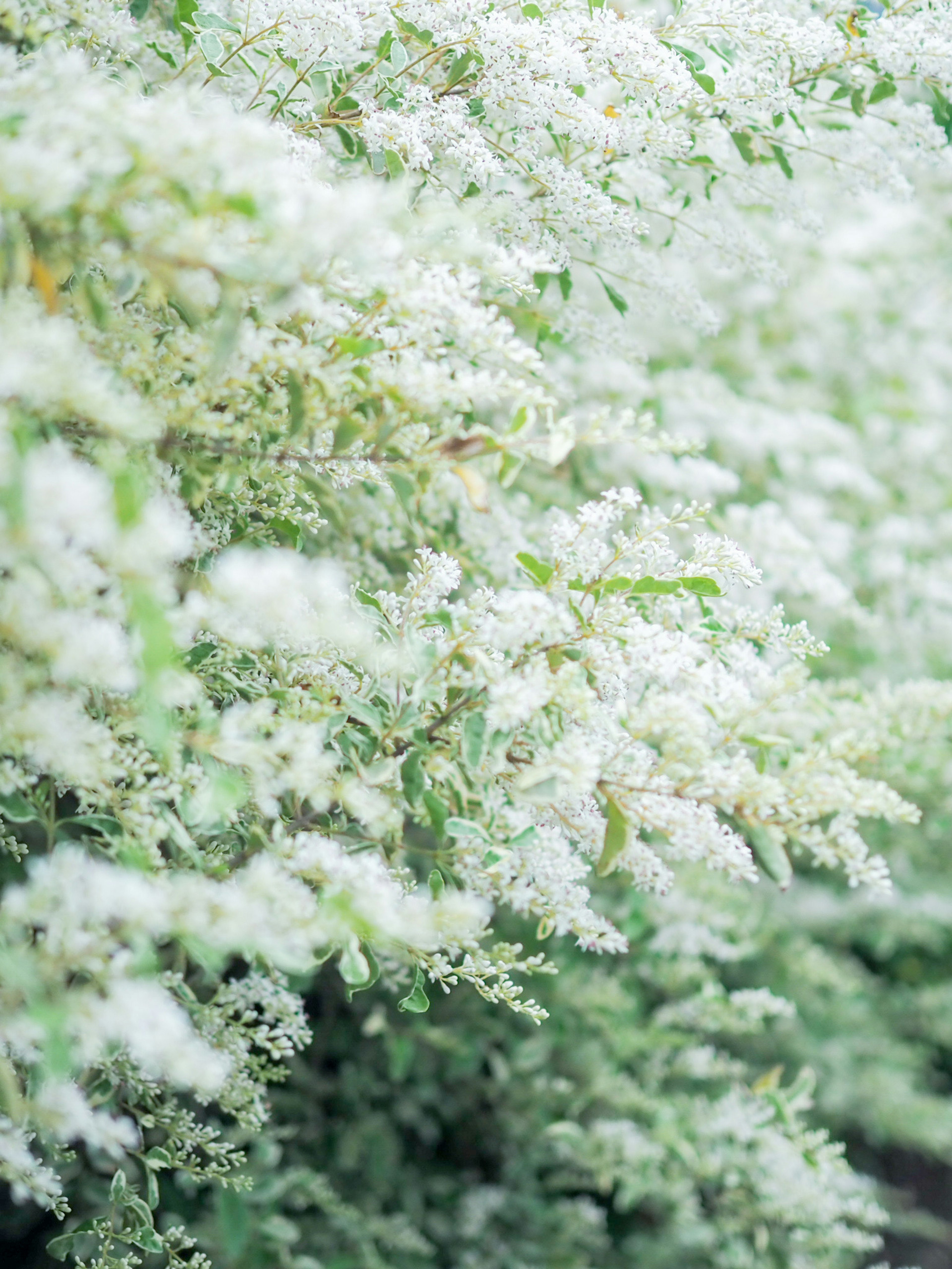 白い花が咲いている緑の植物のクローズアップ