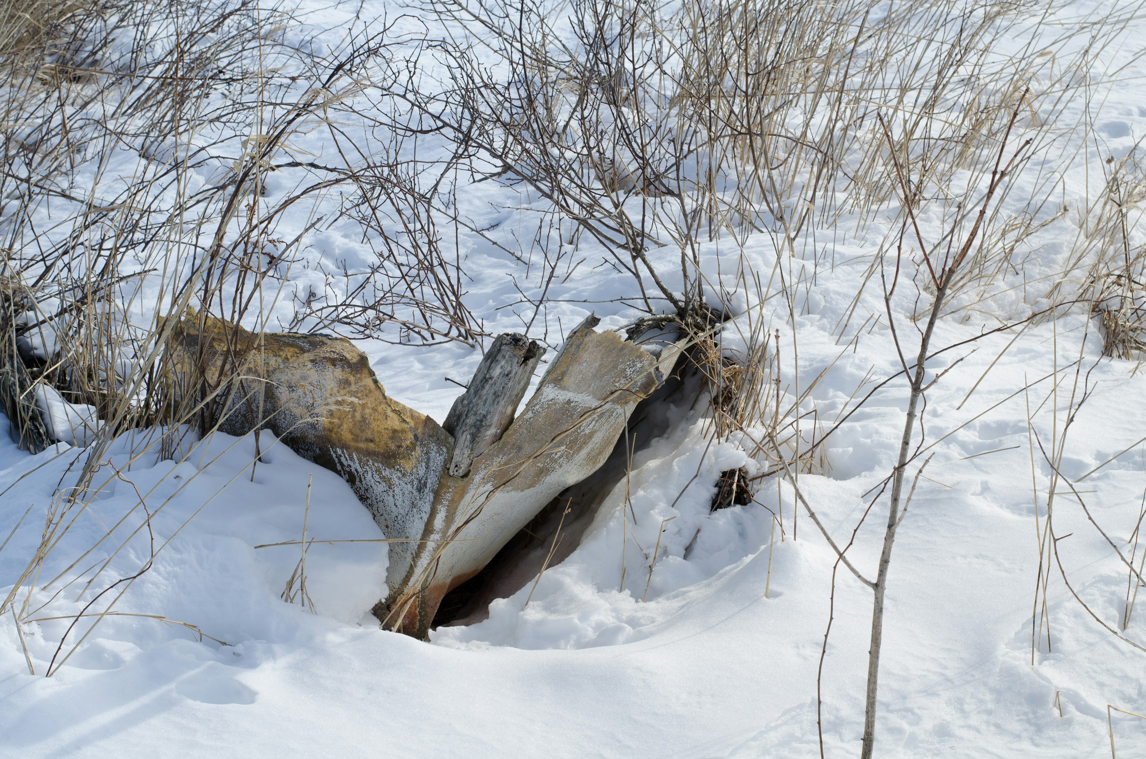 Ceppo di legno vecchio e erba nella neve