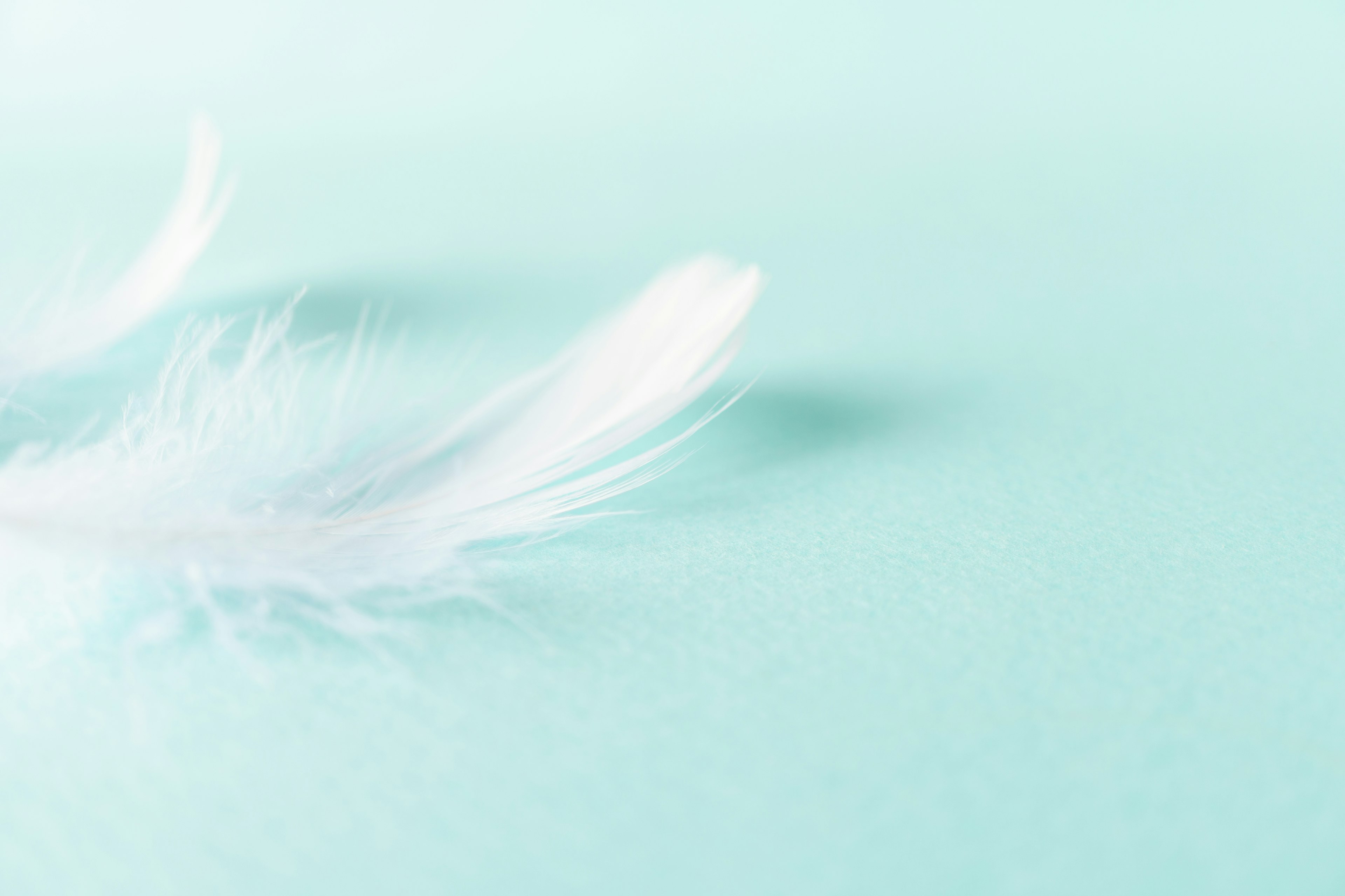 White feathers resting on a soft turquoise background