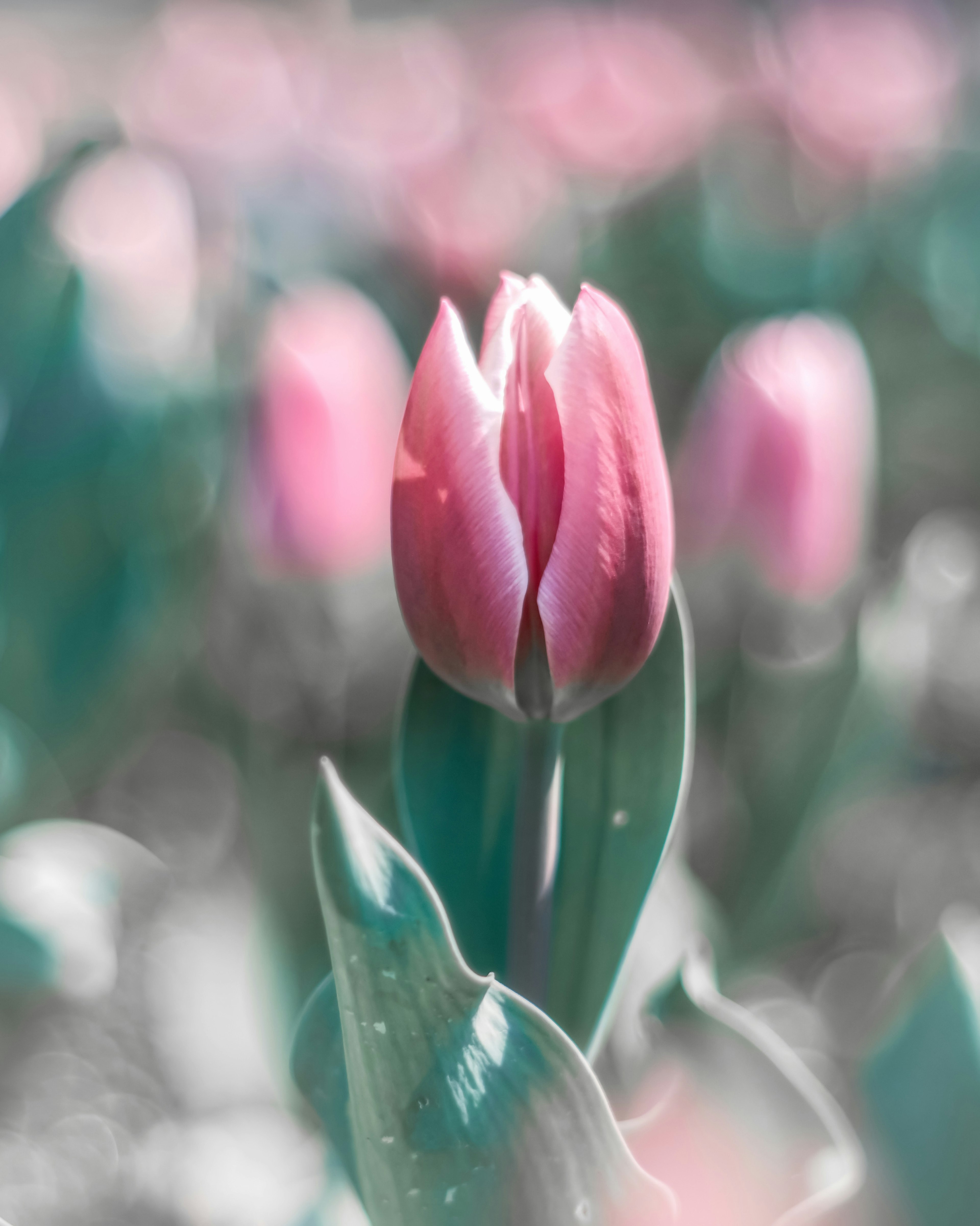 Un bouton de tulipe rose pâle entouré de feuilles vertes