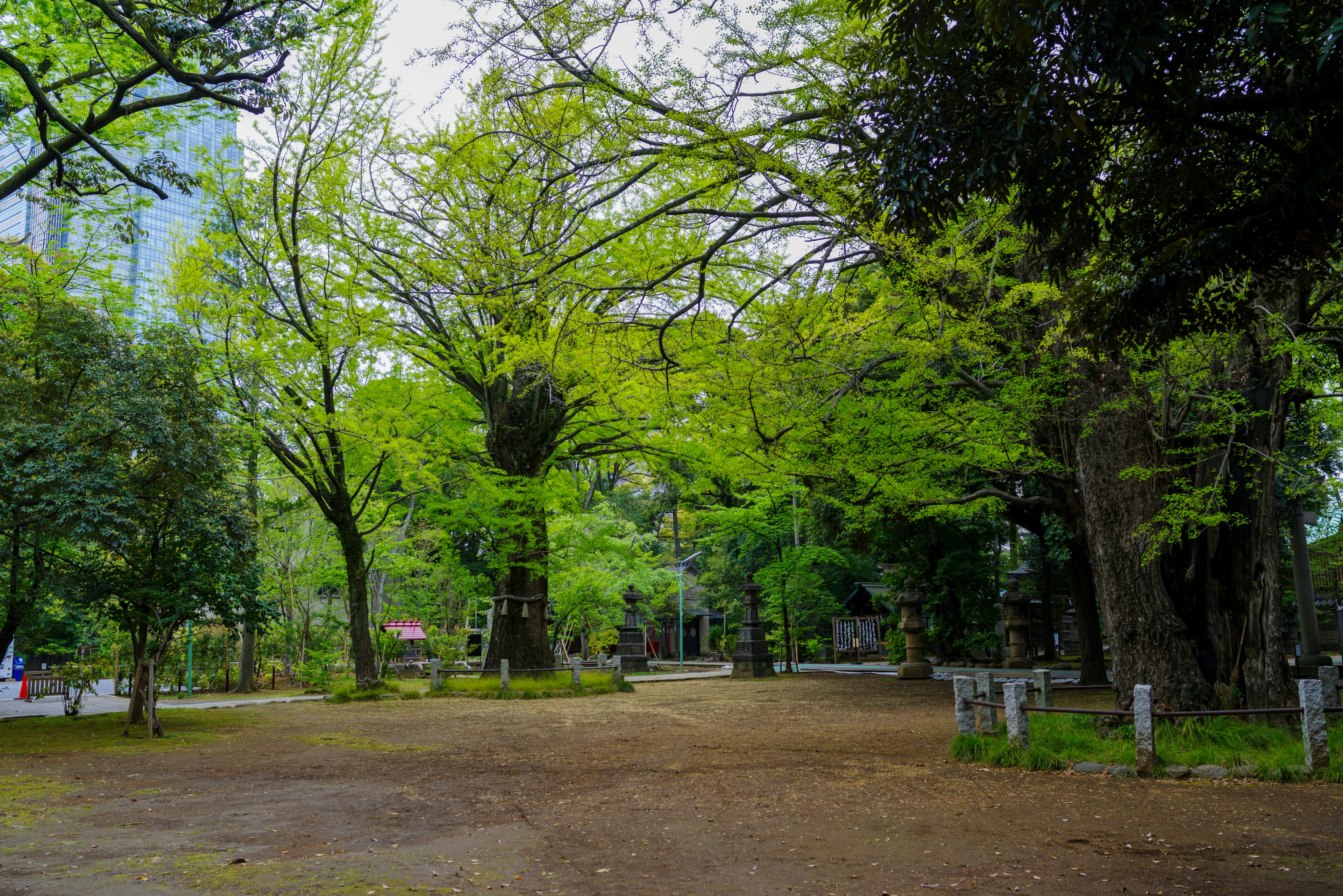 Scène de parc luxuriant avec de grands arbres et un feuillage vert vif