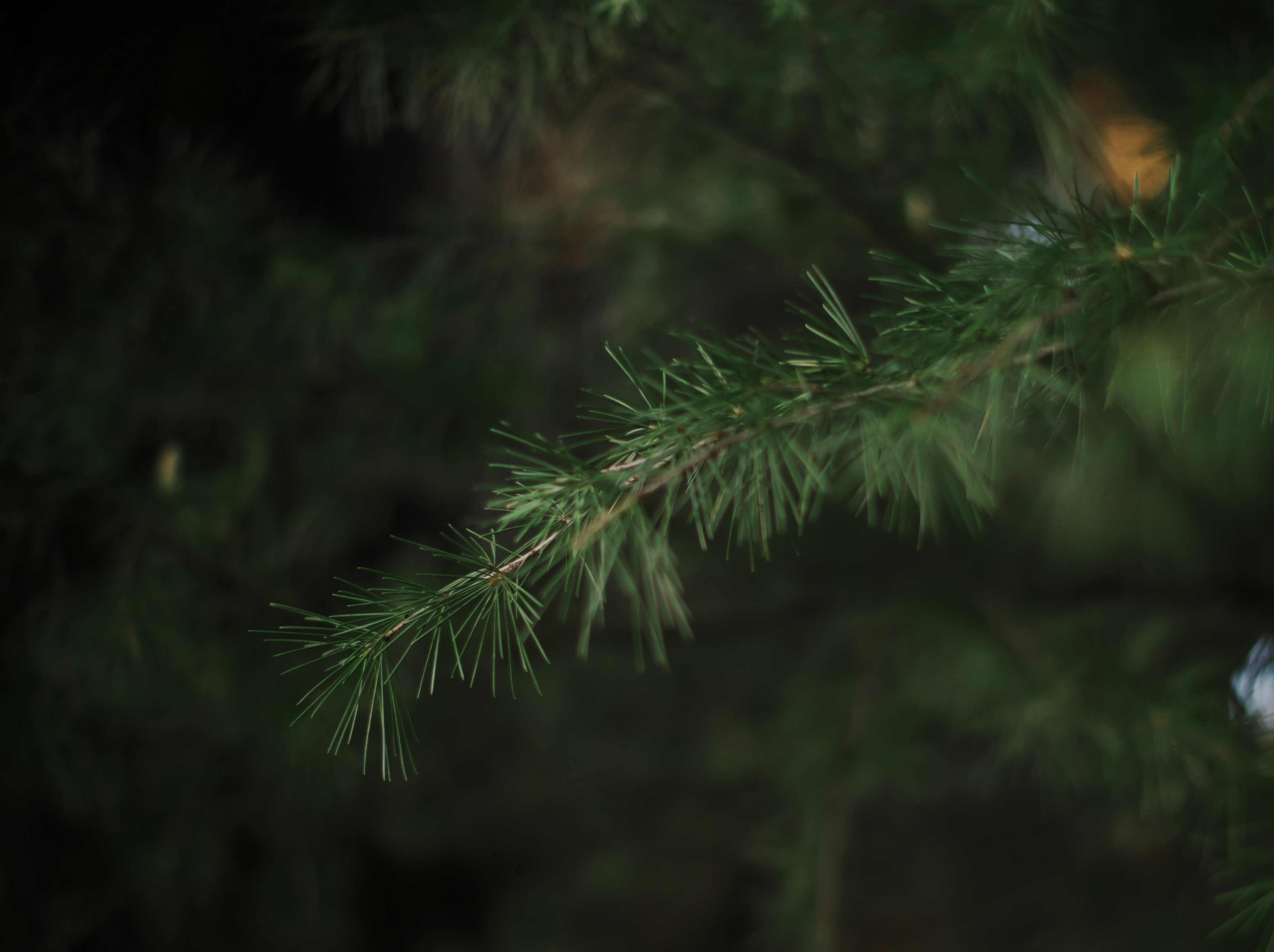 Close-up image of green conifer branch