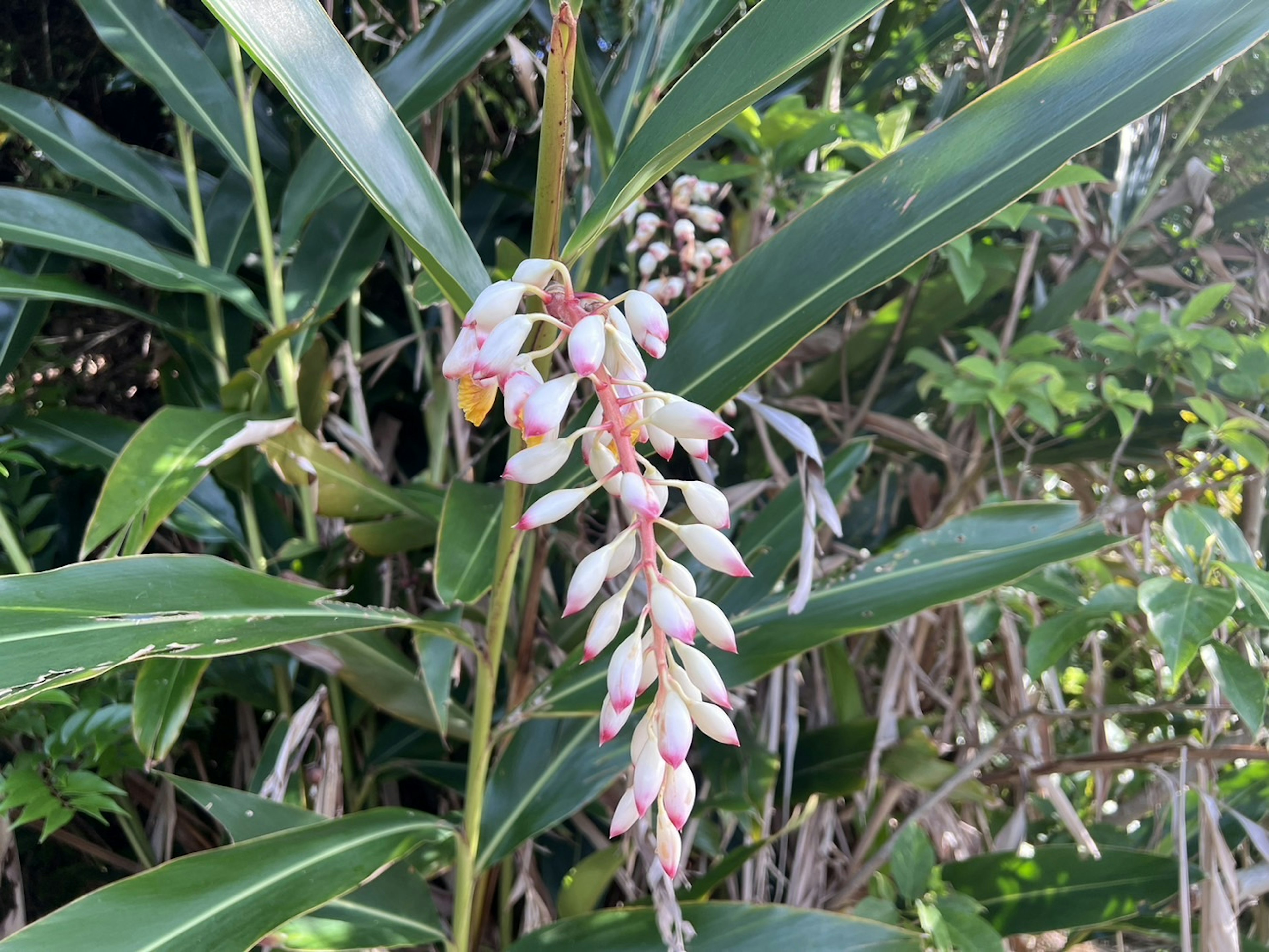 Close-up of a plant with beautiful pink and white flowers surrounded by green leaves