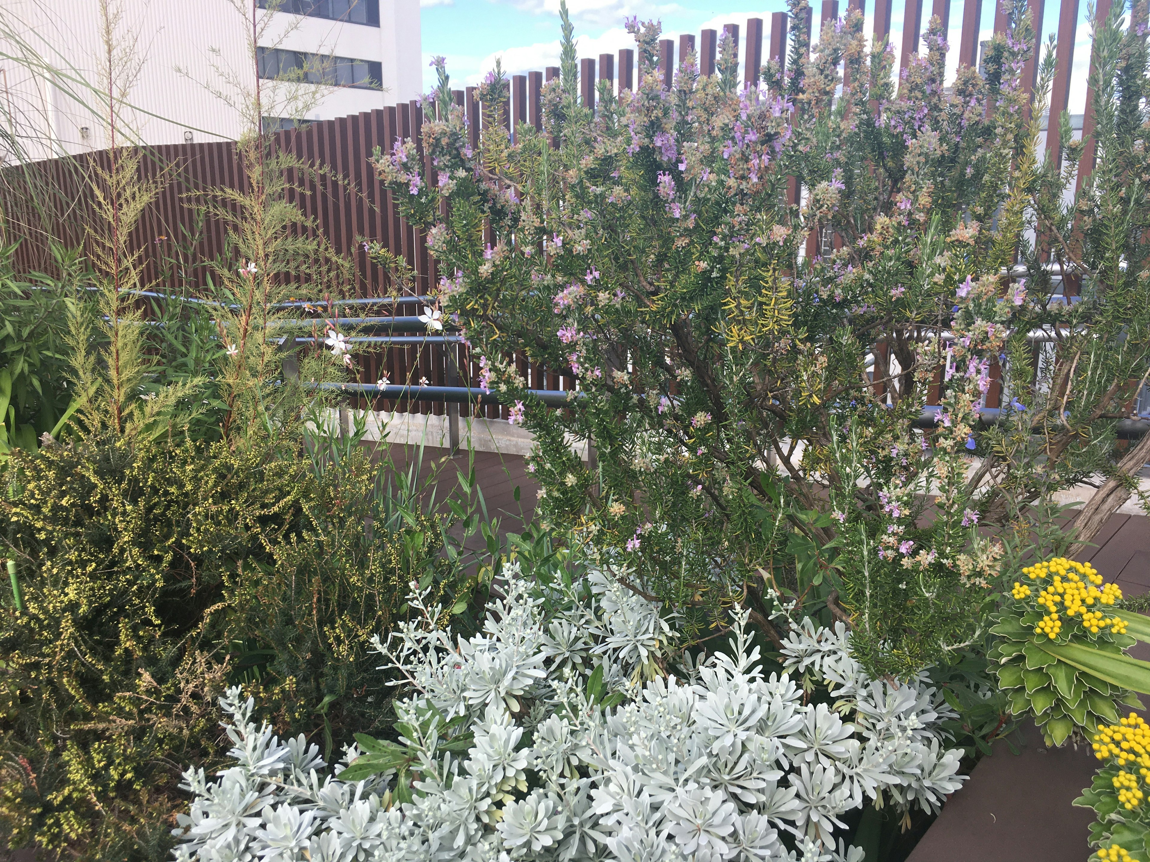 Lush plants and flowers in a rooftop garden setting