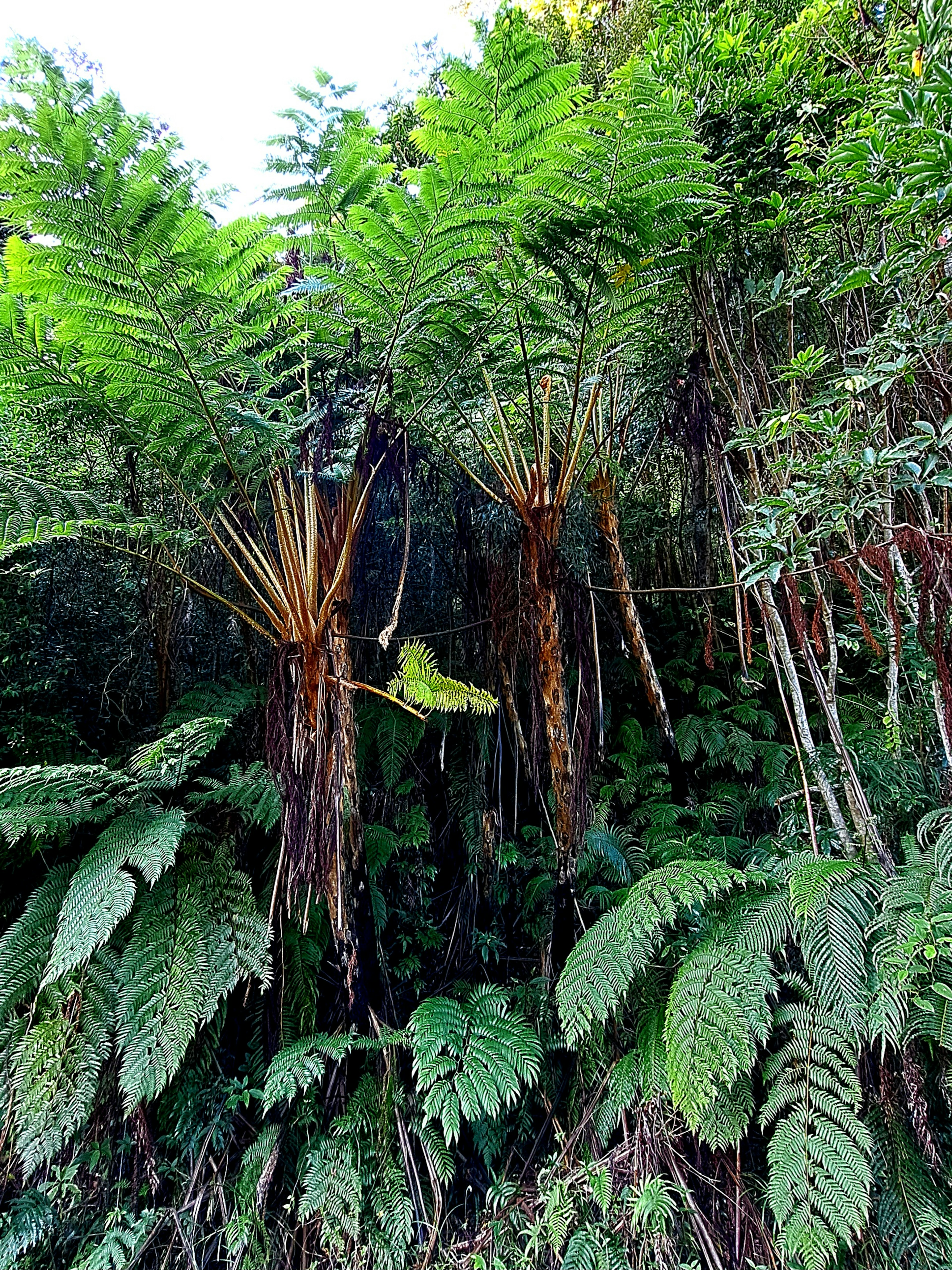 Lush tropical forest featuring ferns and trees