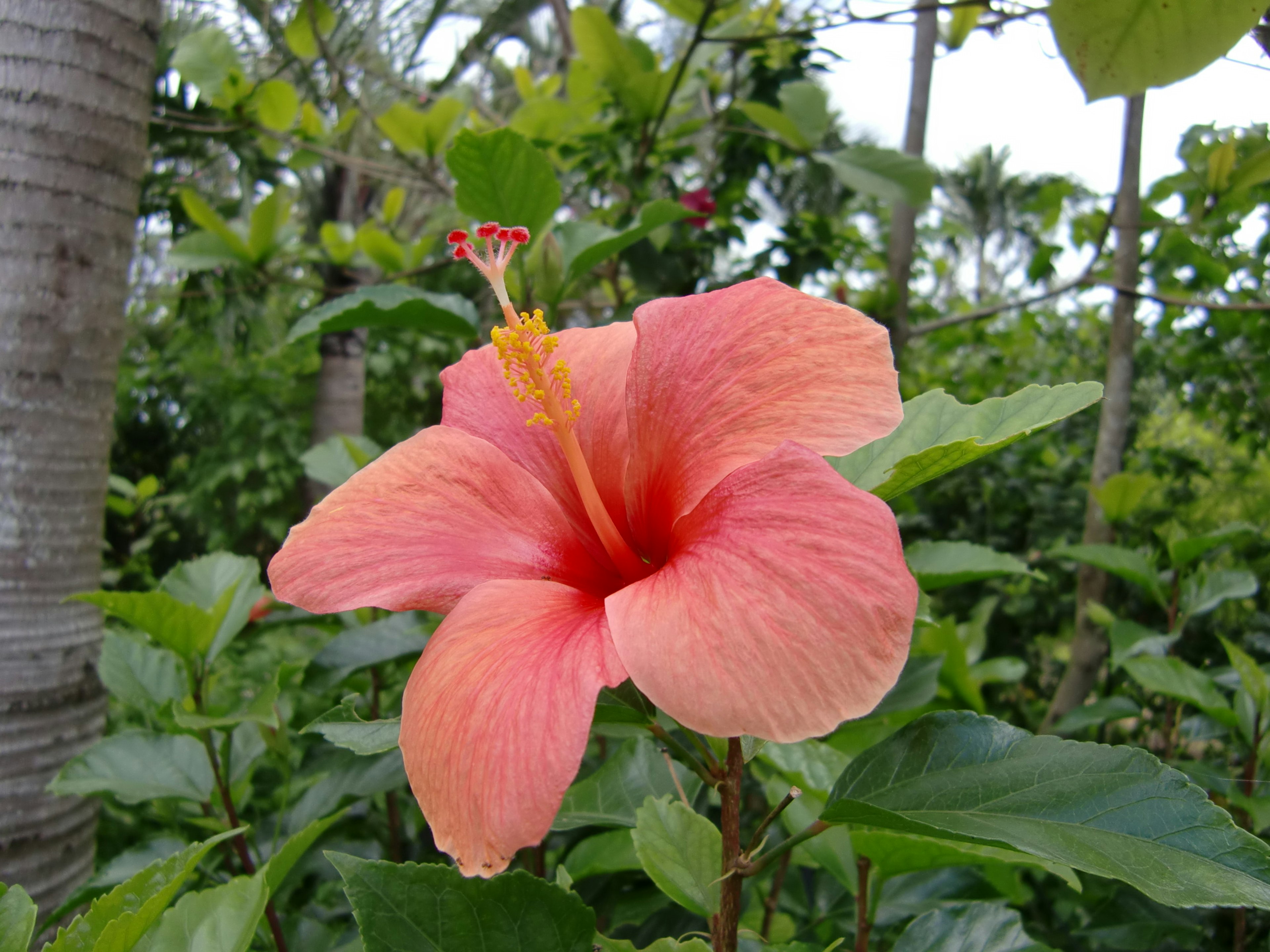 Flor de hibisco rosa vibrante rodeada de hojas verdes