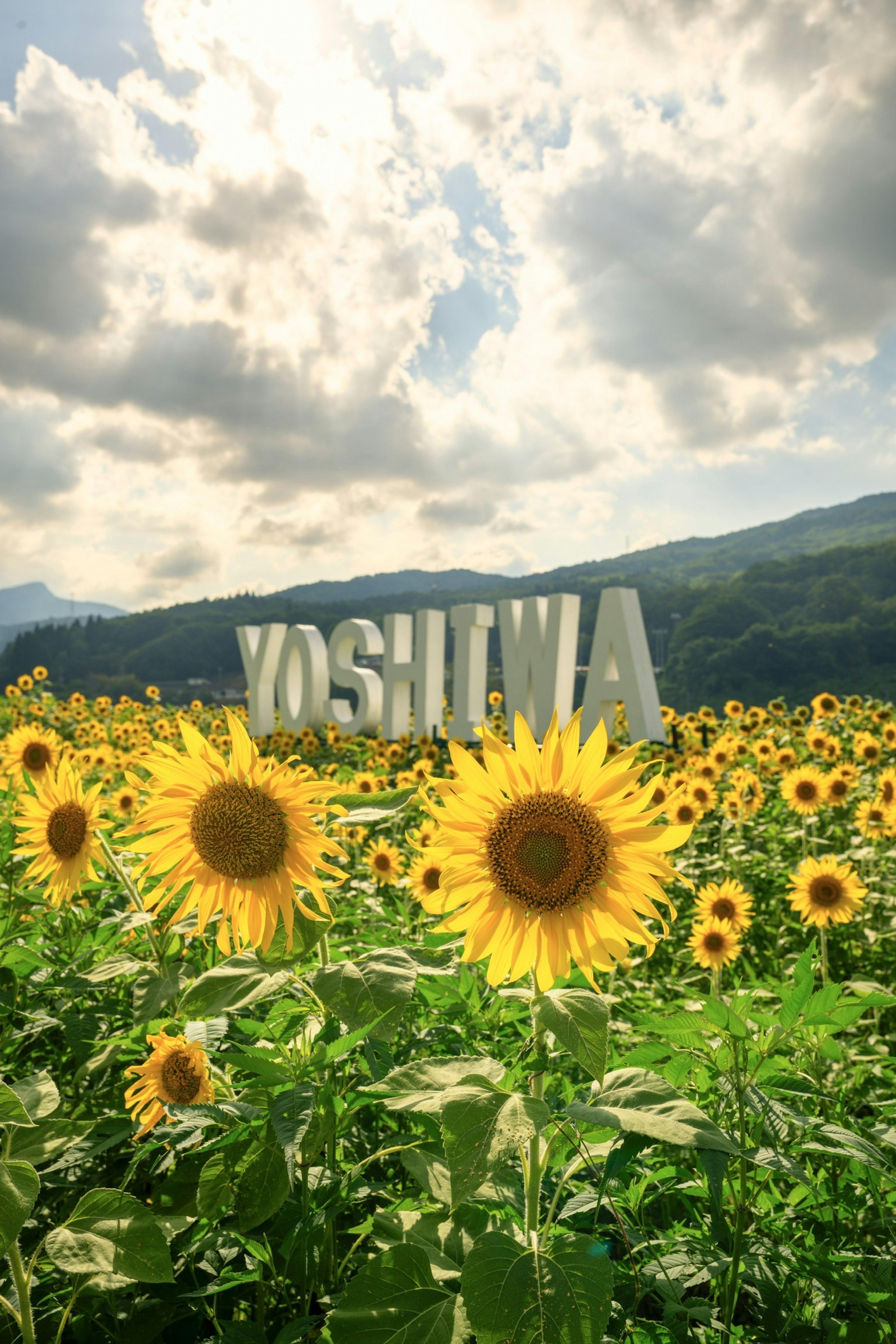 Großes Schild 'YOSHIOWA' in einem Sonnenblumenfeld unter blauem Himmel