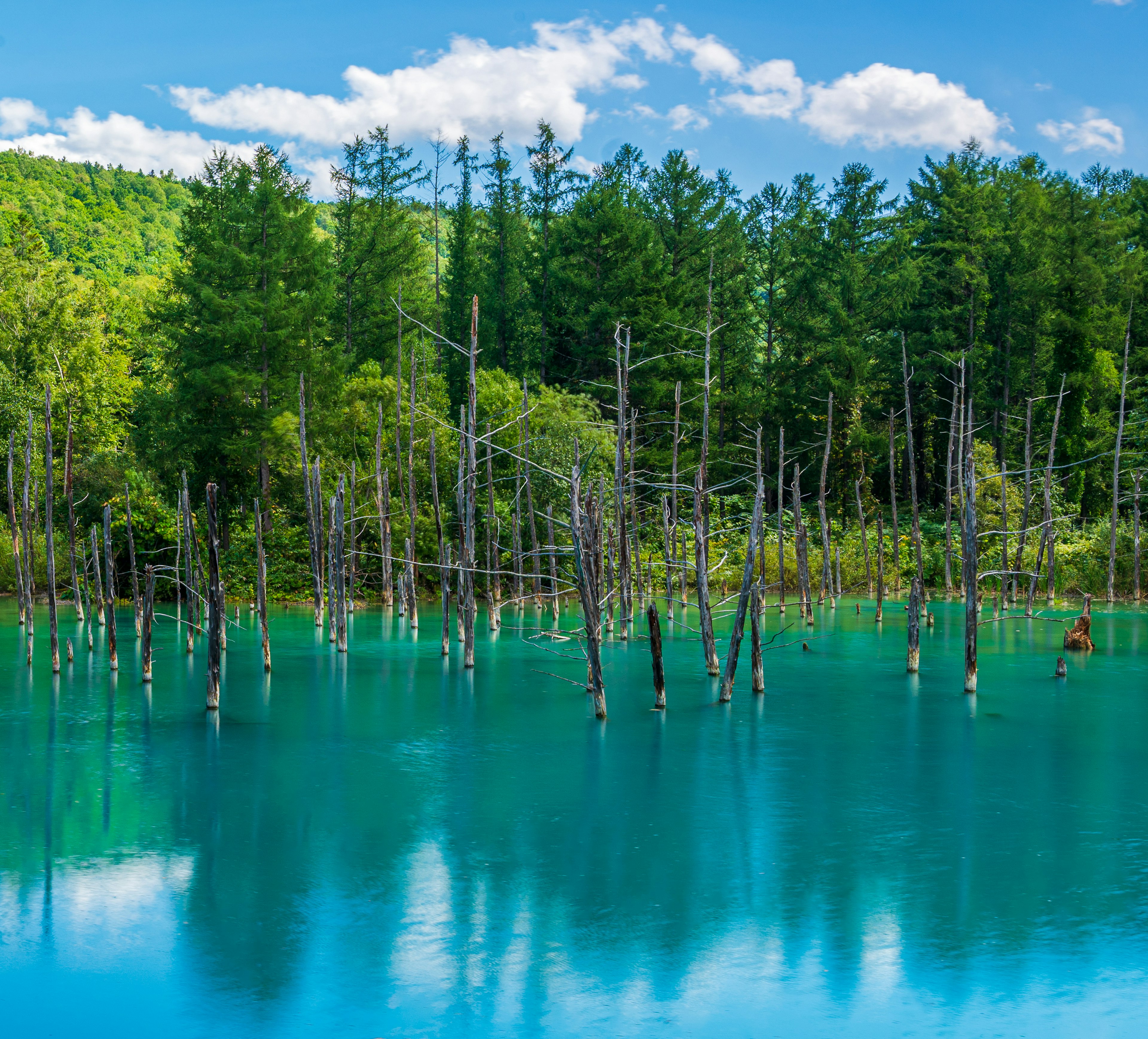 青い湖の中に立つ枯れた木々と緑の森林が広がる風景