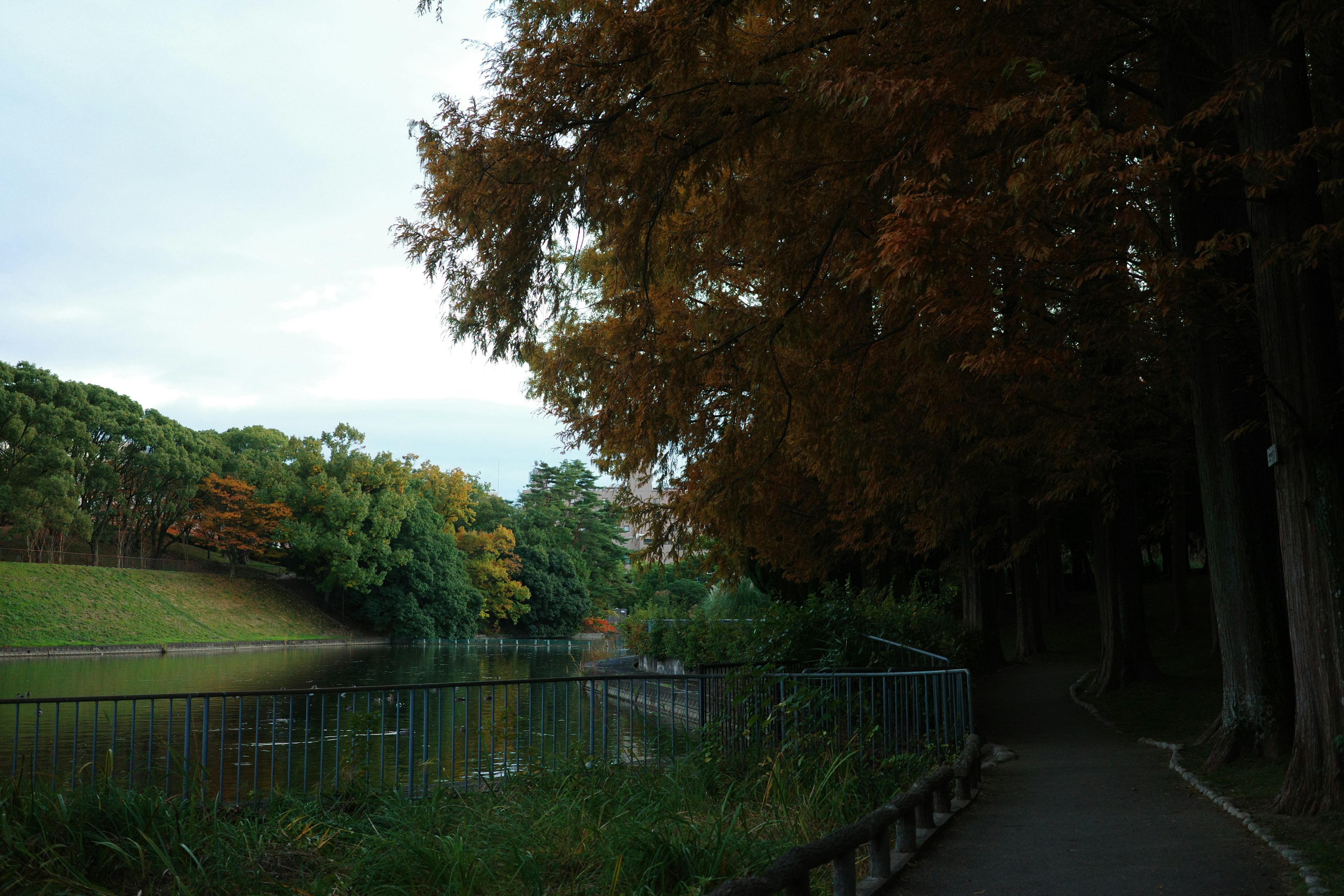 静かな公園の小道と秋の紅葉の木々