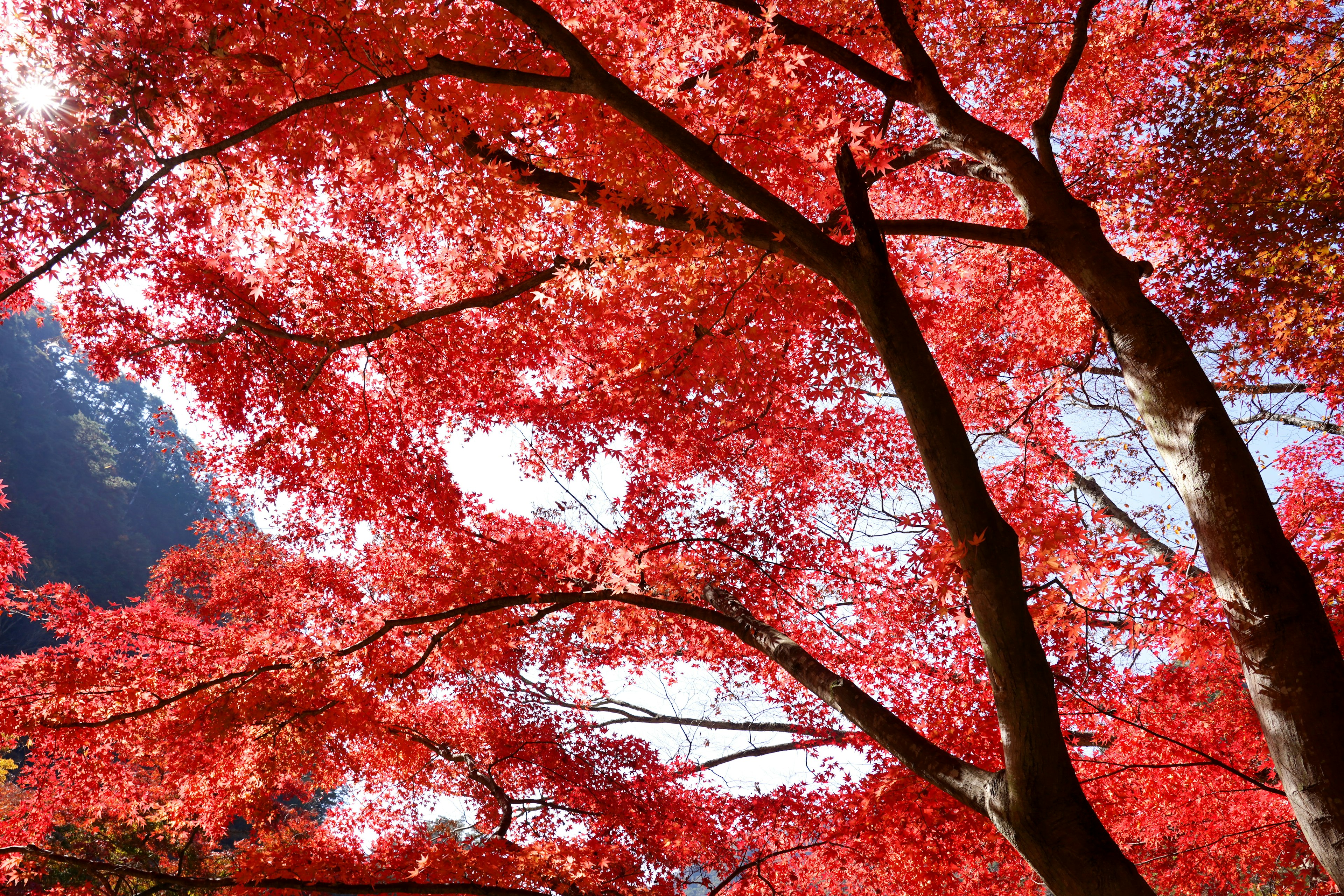 Vibrant red leaves of trees against a blue sky