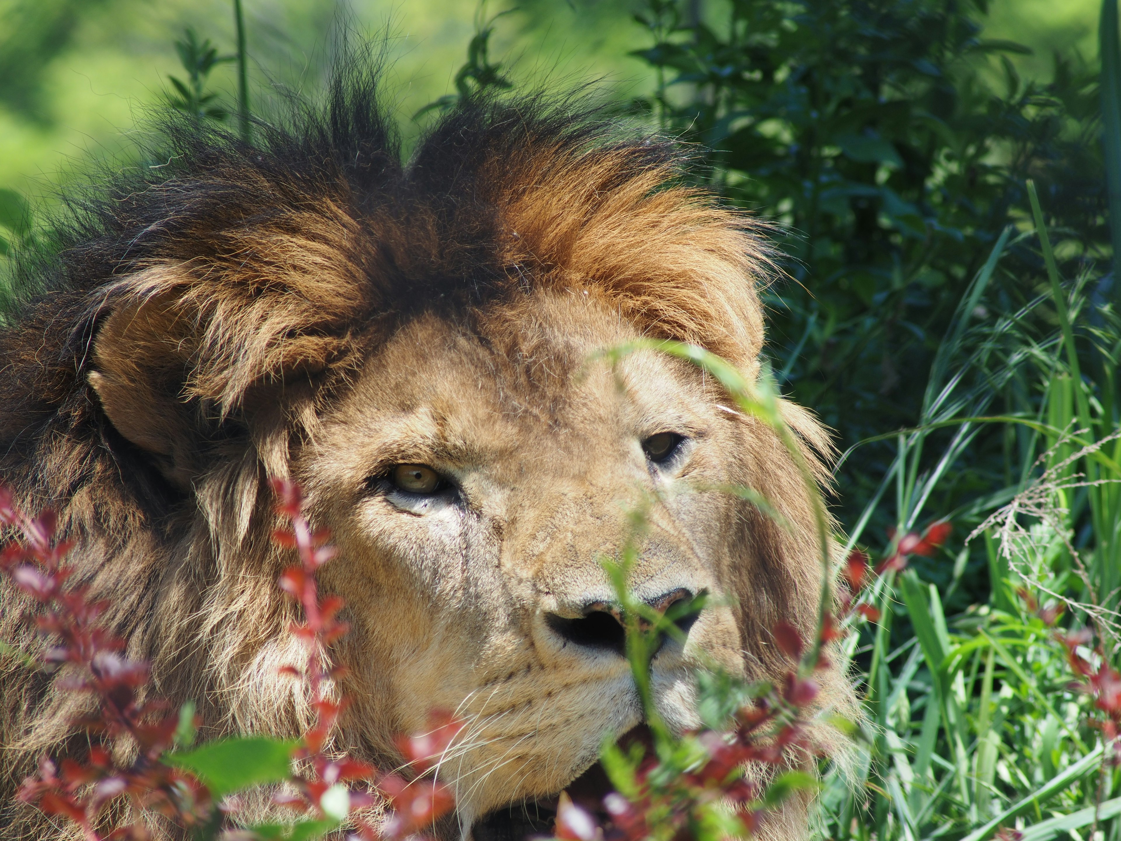 Lion partially hidden in lush greenery