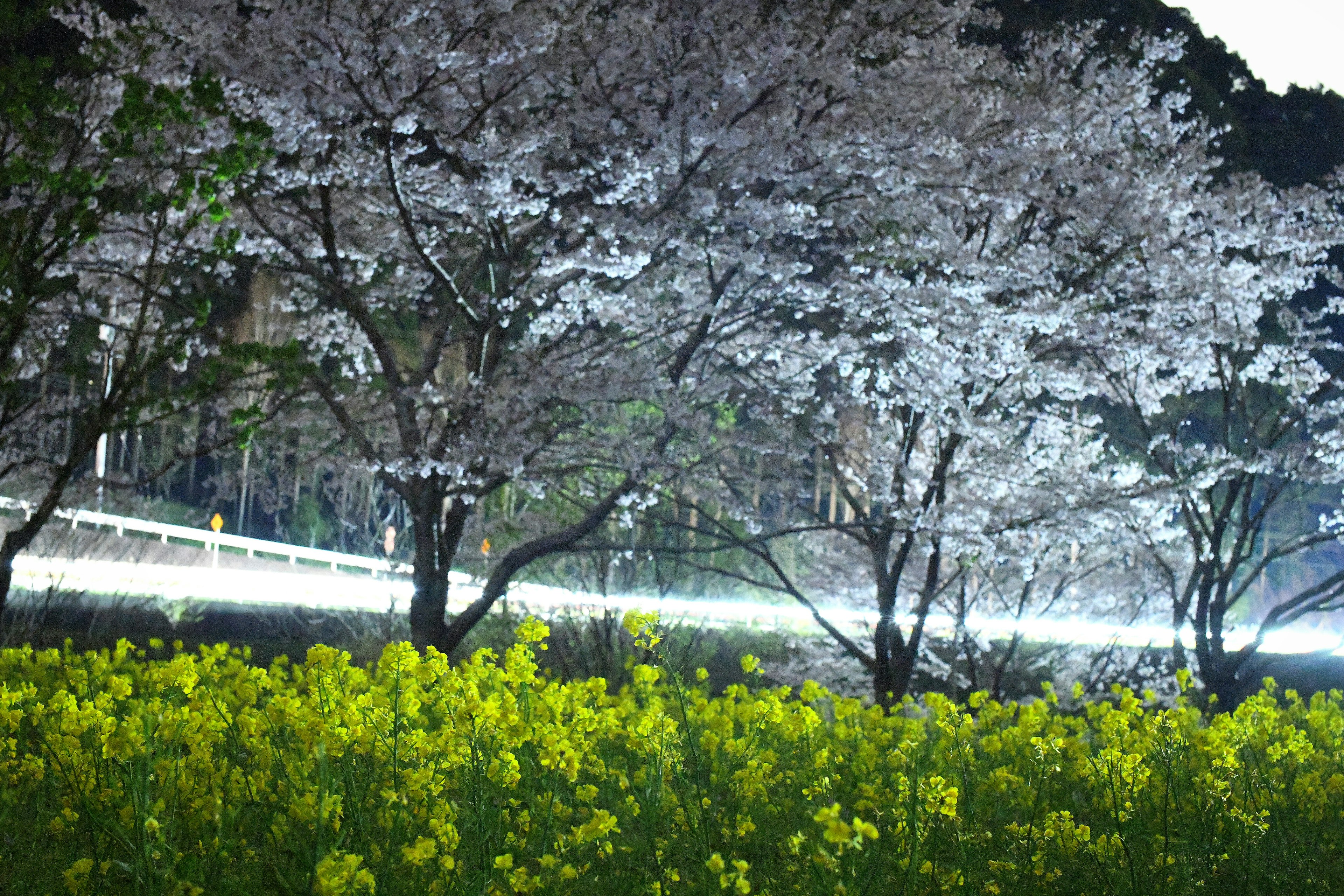 Hermosos cerezos en flor y paisaje de flores de colza amarillas