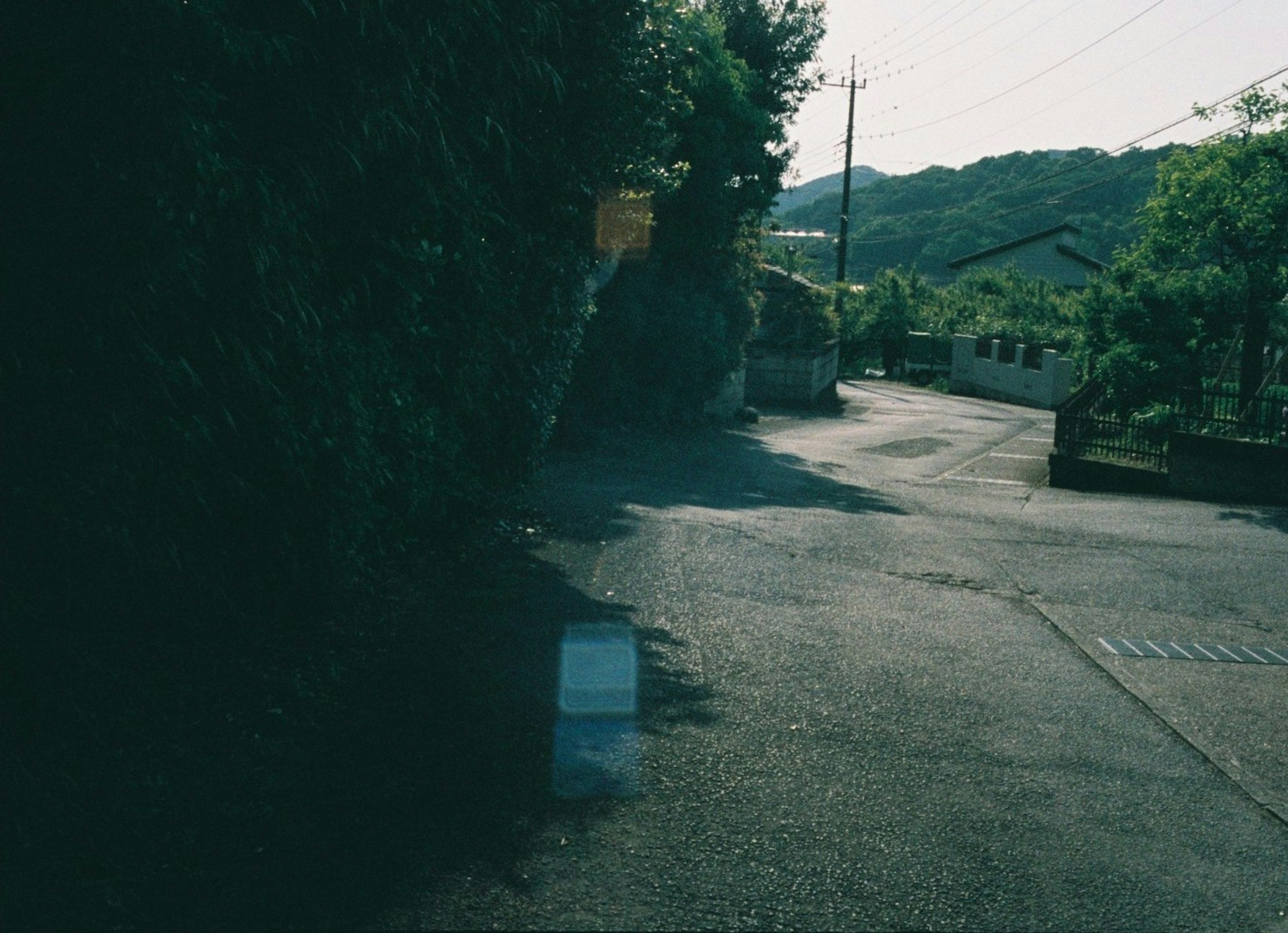 Serene road scene surrounded by greenery