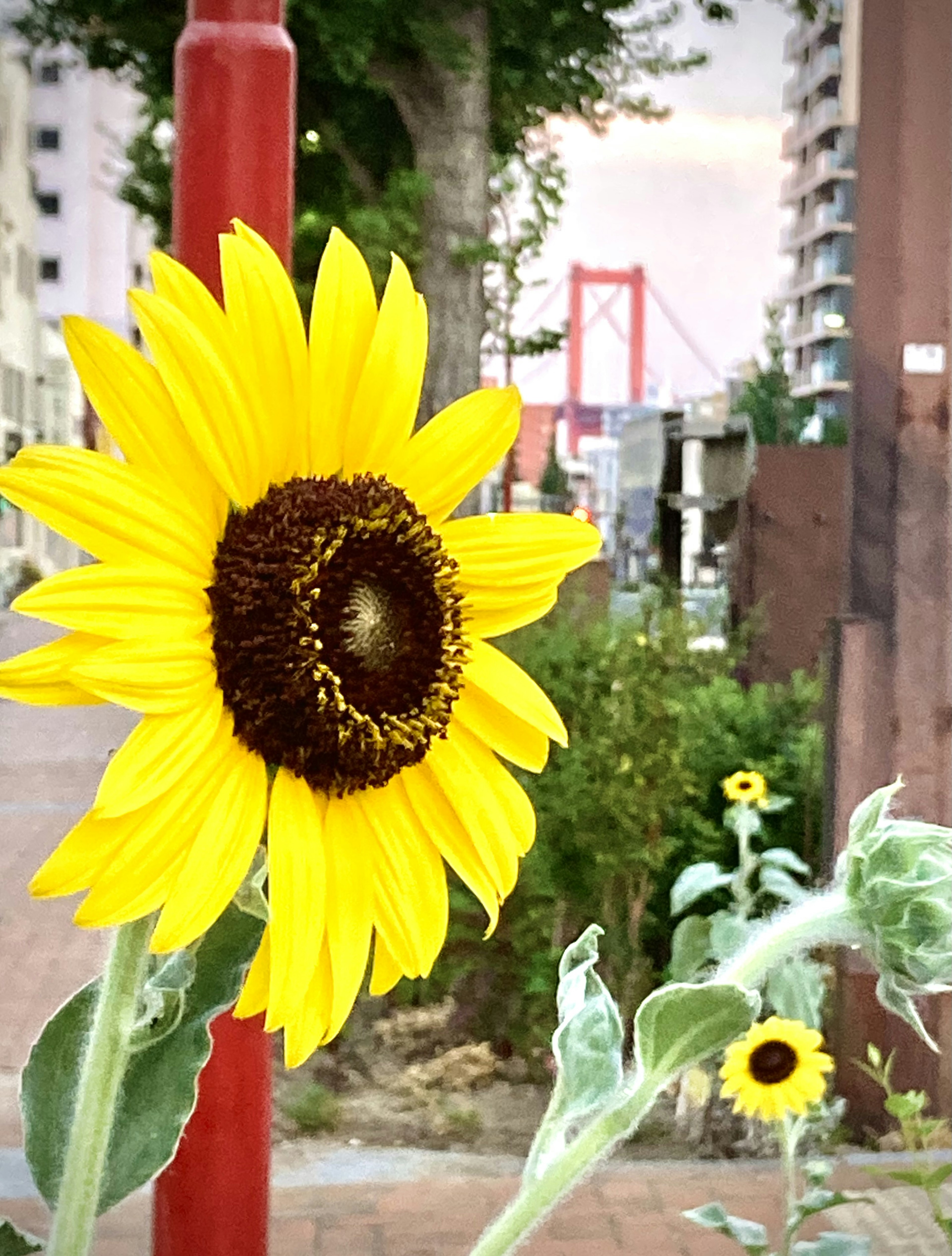 Girasole con un ponte rosso sullo sfondo