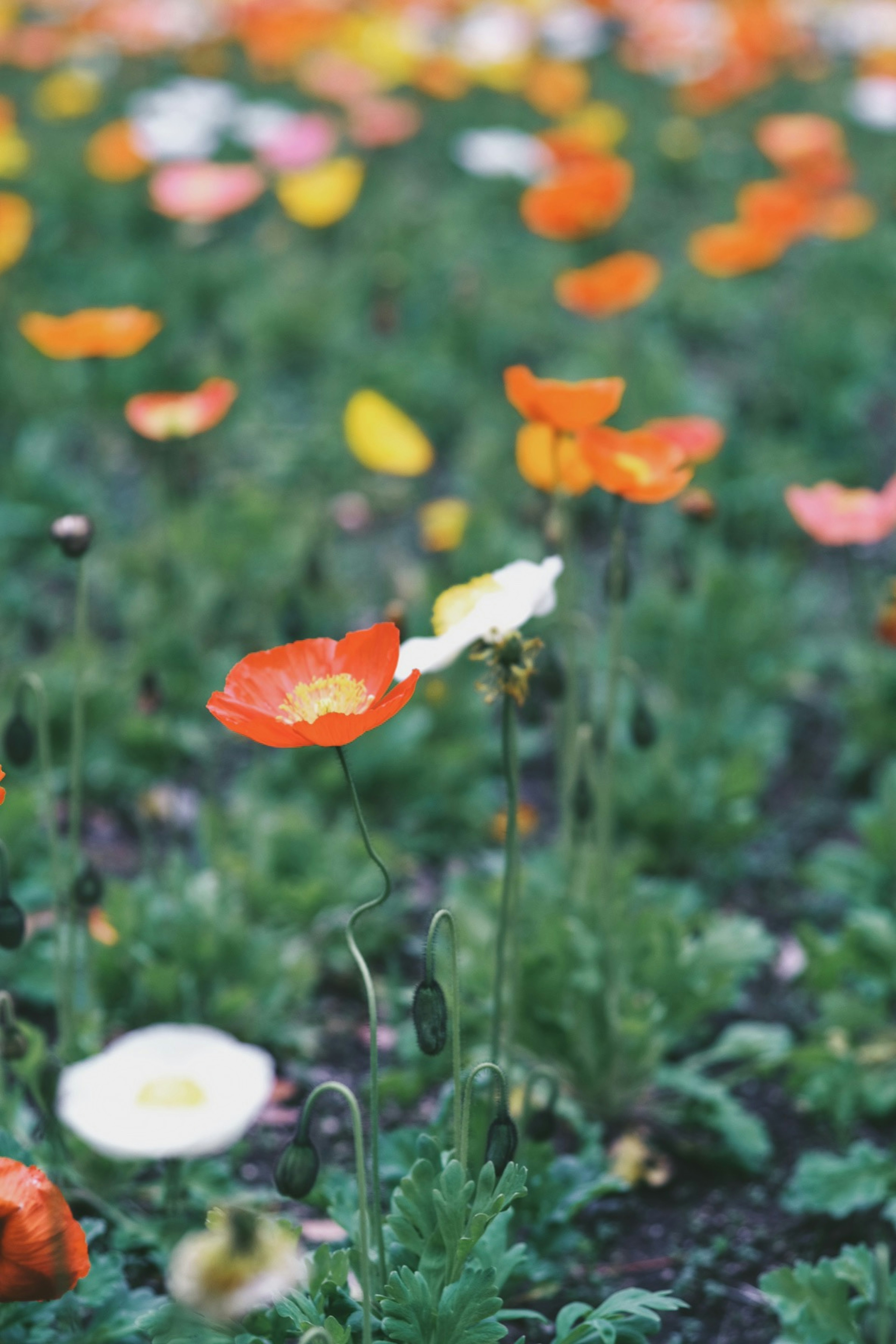 色とりどりの花が咲く風景 黄色やオレンジのポピーが目立つ