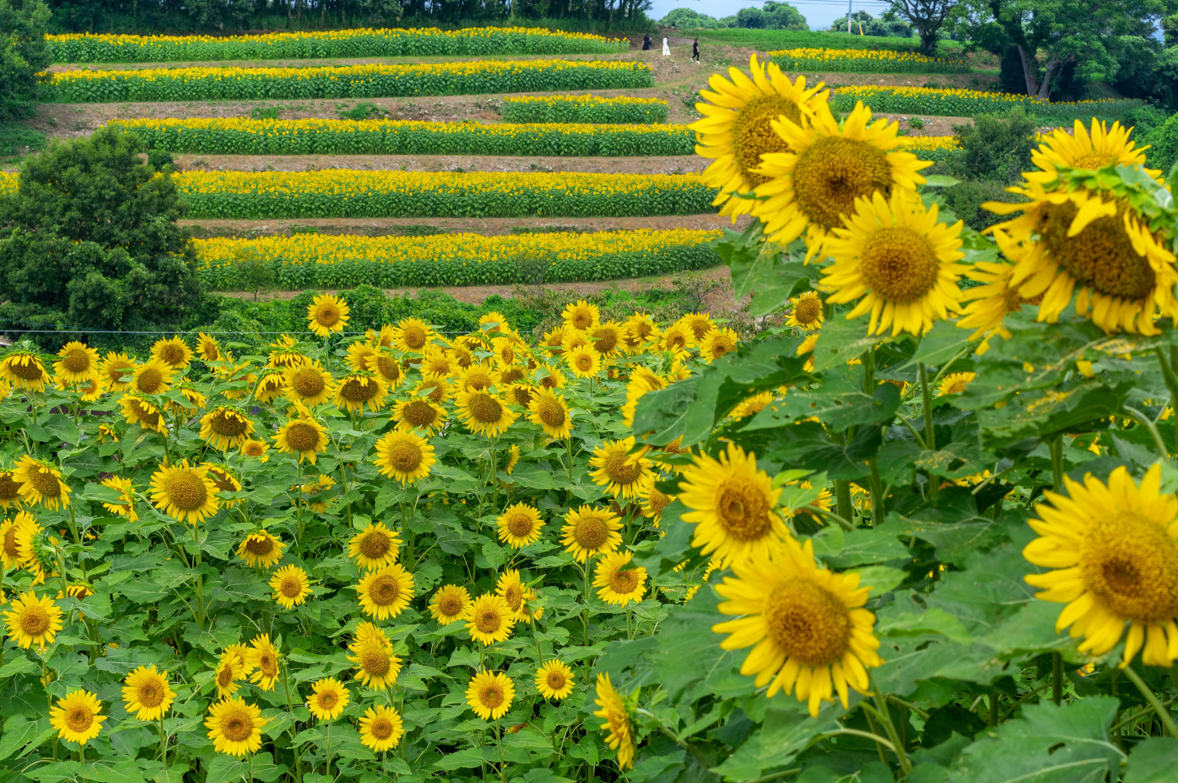 Ampio campo di girasoli con fiori gialli vivaci e colline verdi