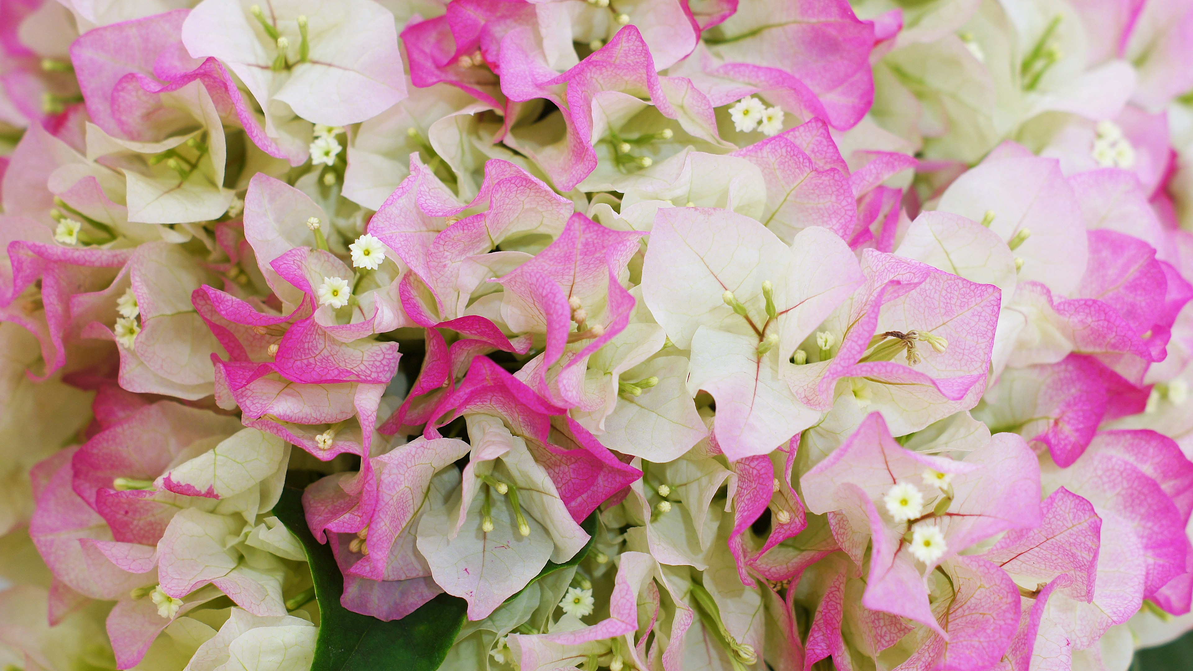 Cluster of pink and white bougainvillea flowers