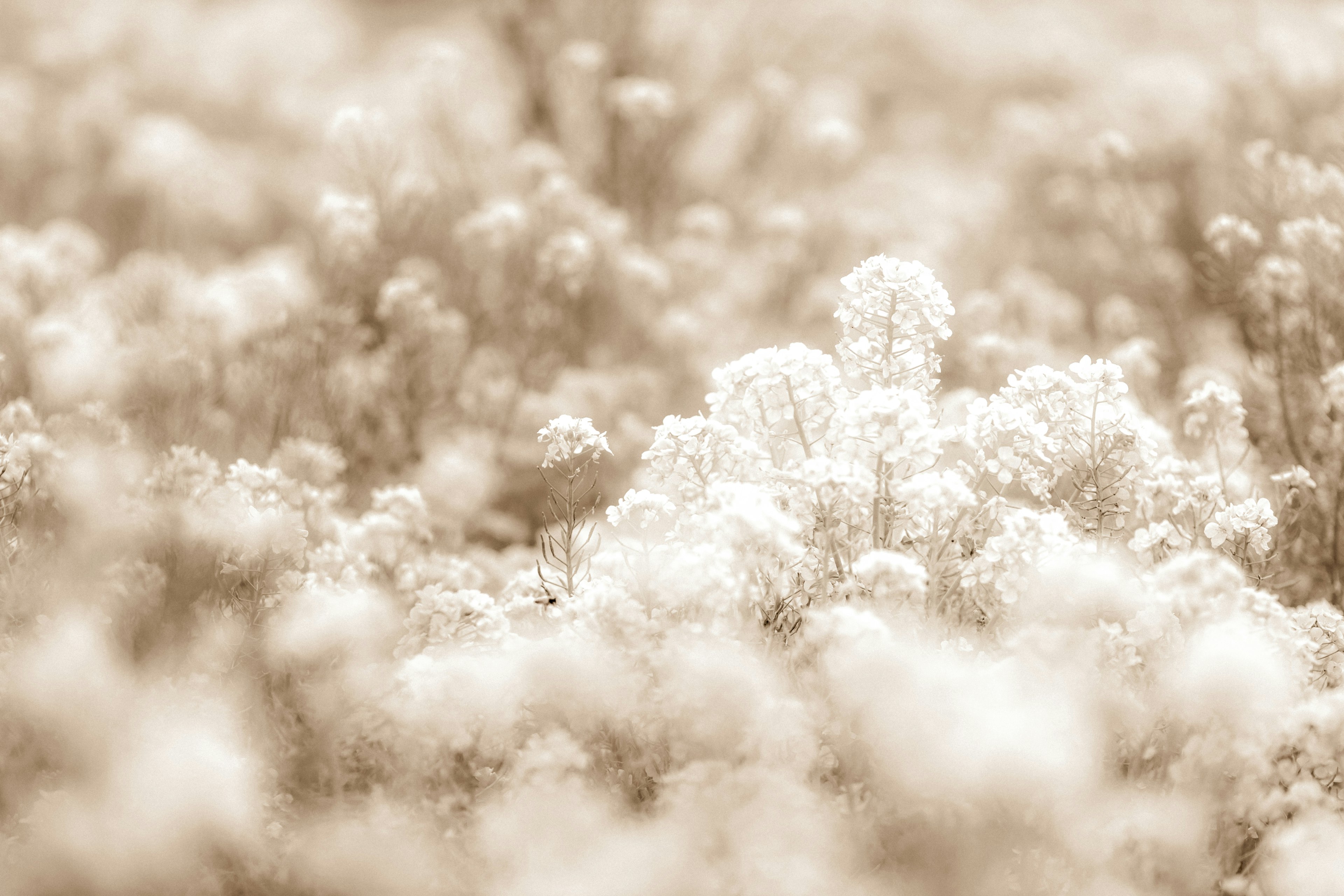 Nahaufnahme eines Blumenfelds mit sanften Farben und schönem Bokeh-Effekt