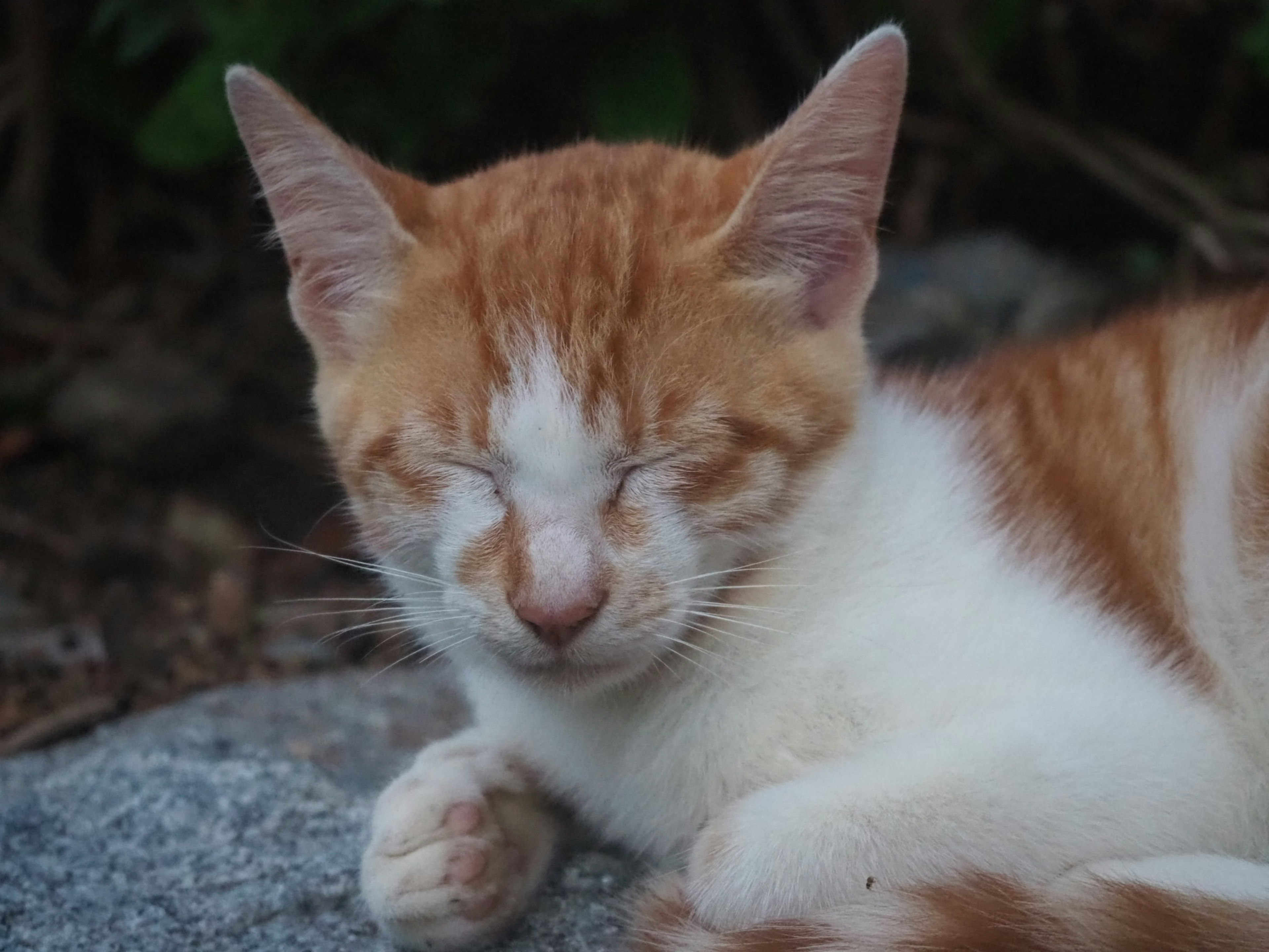 A white and orange cat resting with its eyes closed on a stone