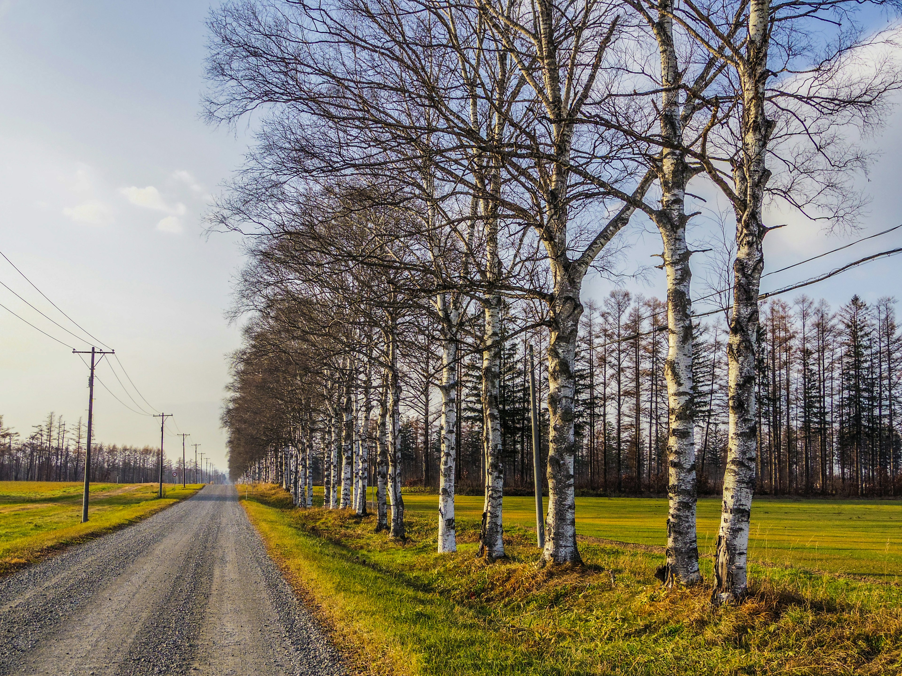 Scenic gravel road lined with birch trees