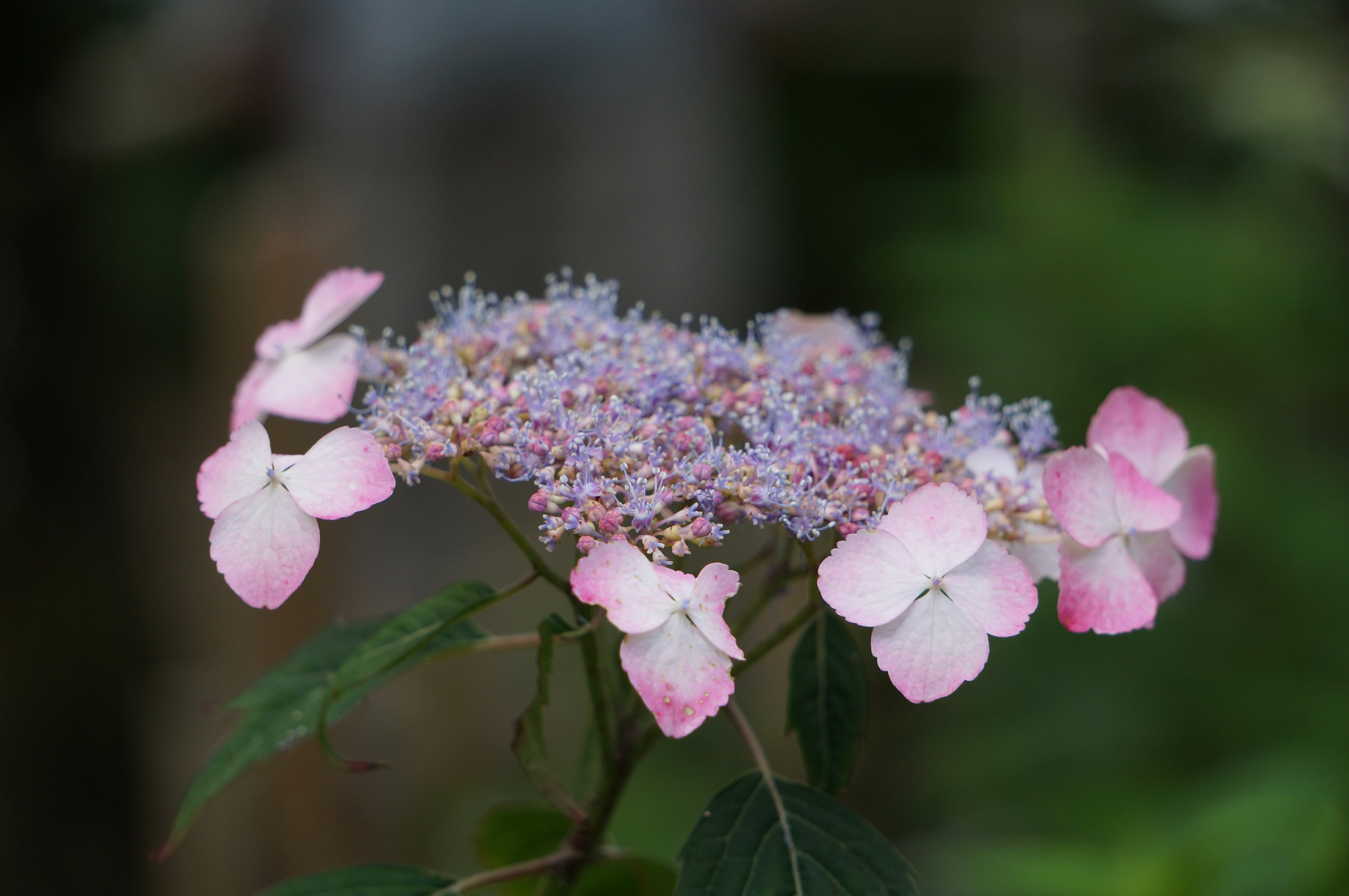 Acercamiento de una planta con pétalos rosa suaves y pequeñas flores moradas