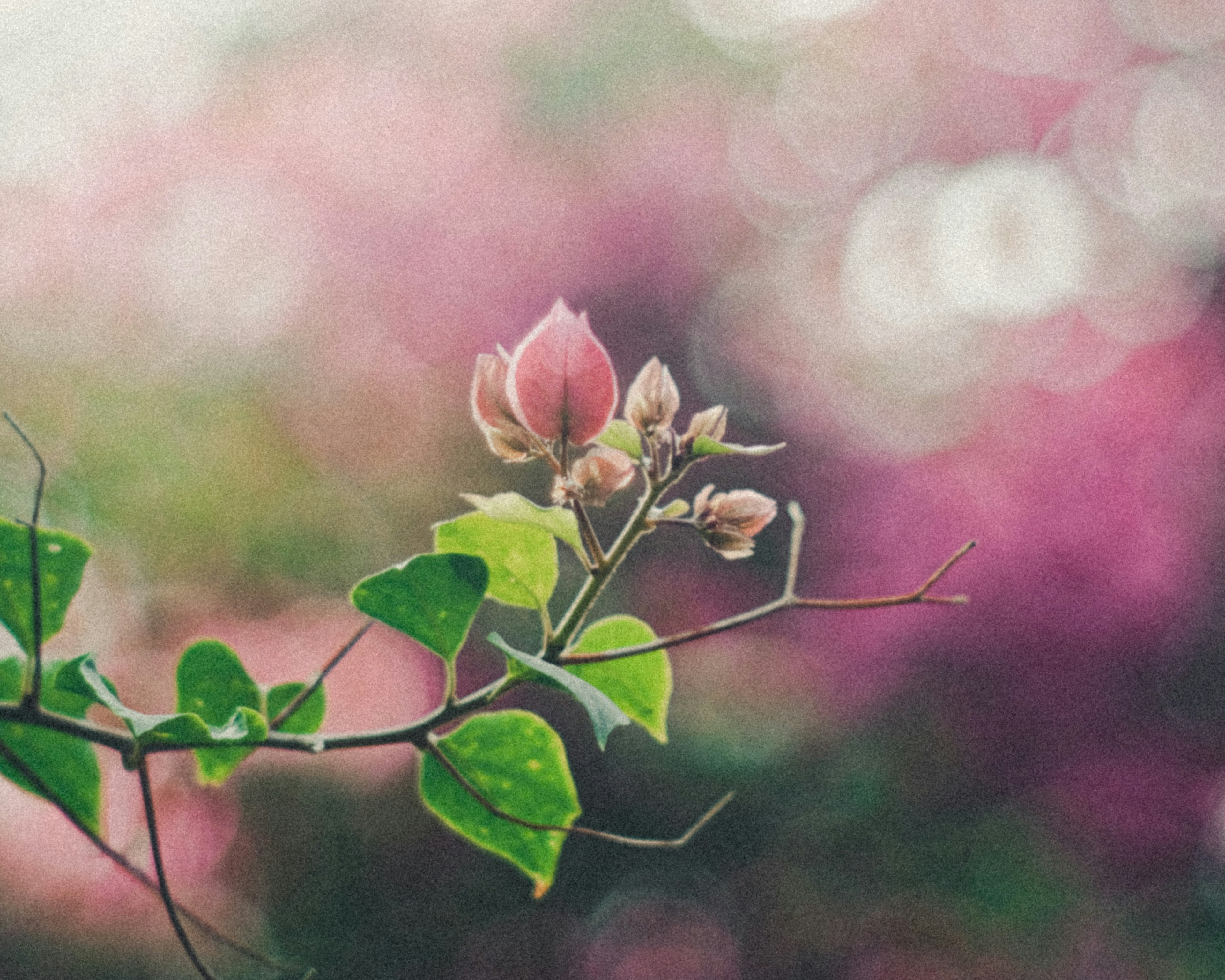 Primo piano di boccioli di fiori rosa morbidi e foglie verdi su uno sfondo sfocato