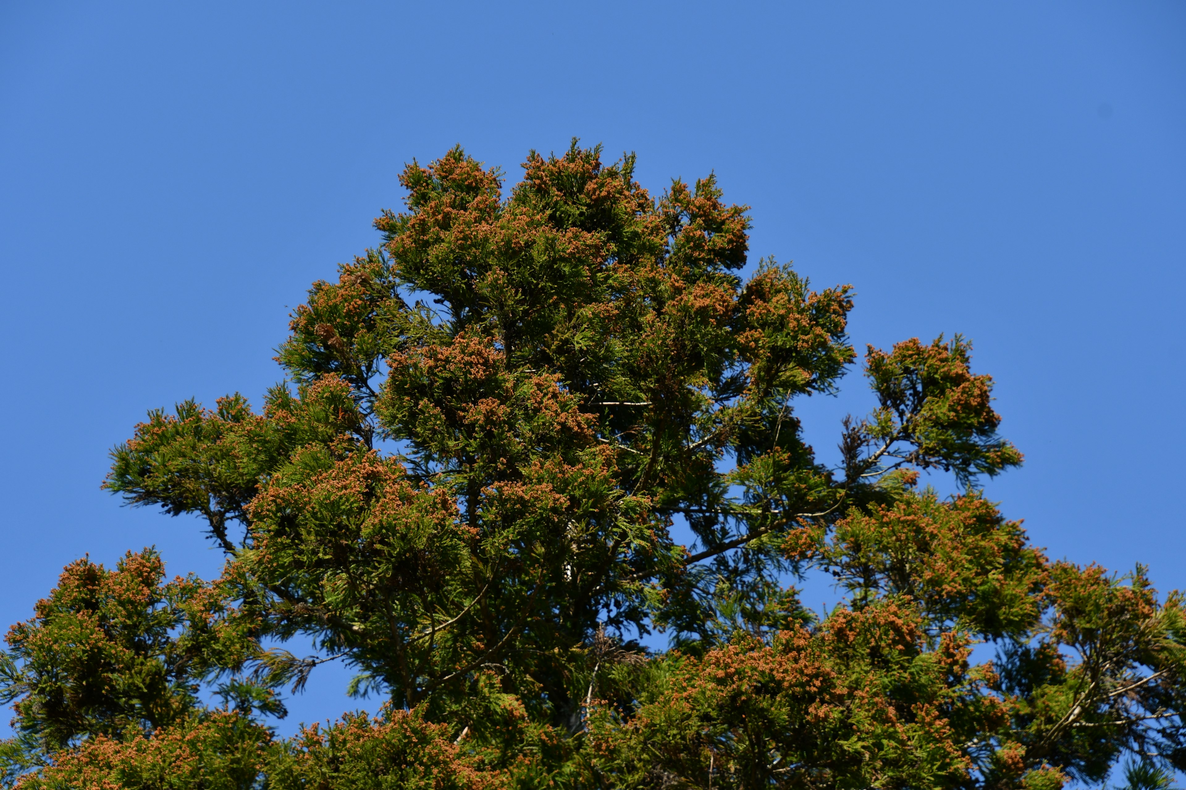 Haut d'un arbre avec des feuilles vertes et brunes sous un ciel bleu