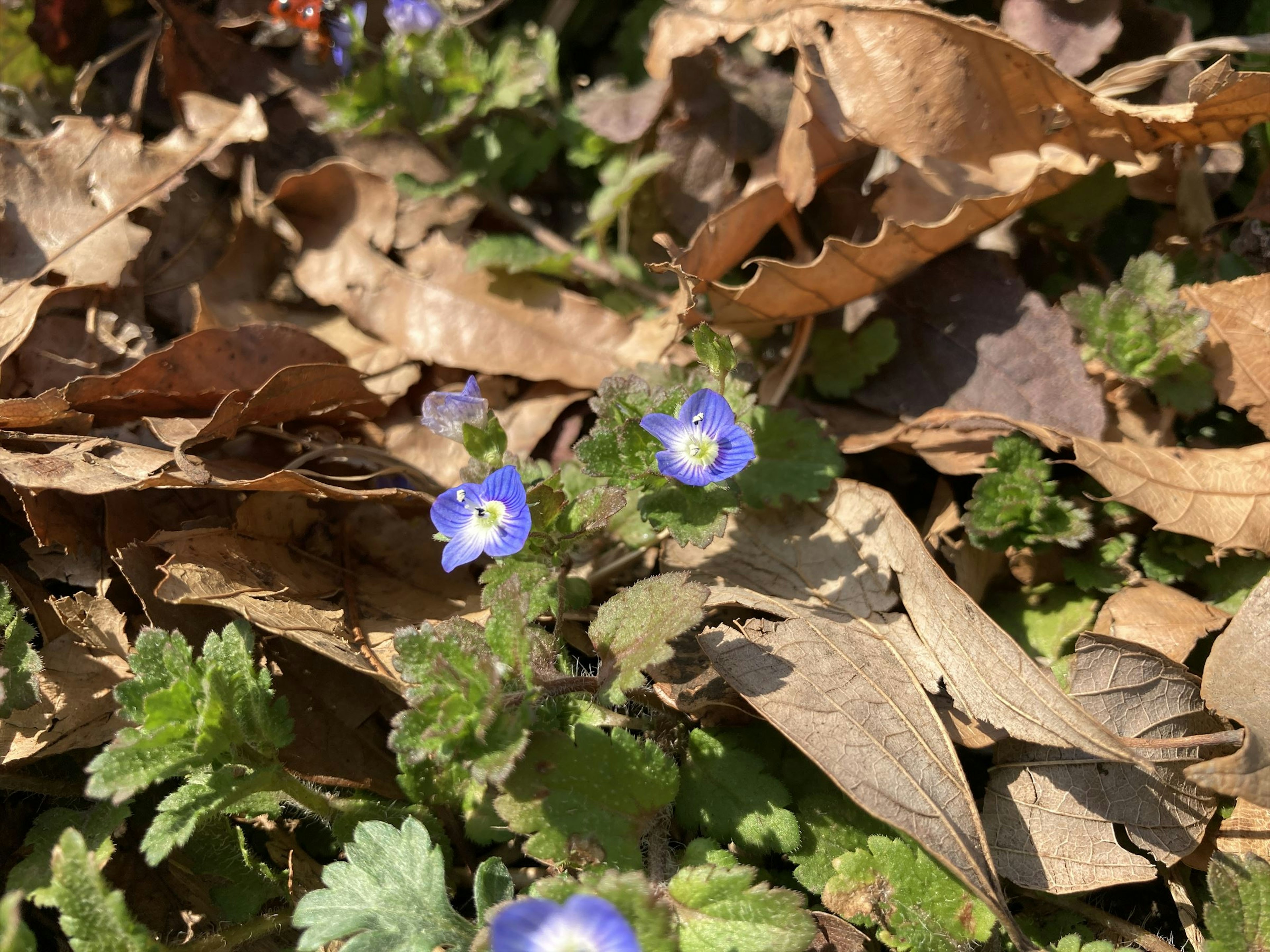 Kleine blaue Blumen und grüne Blätter zwischen trockenen Blättern