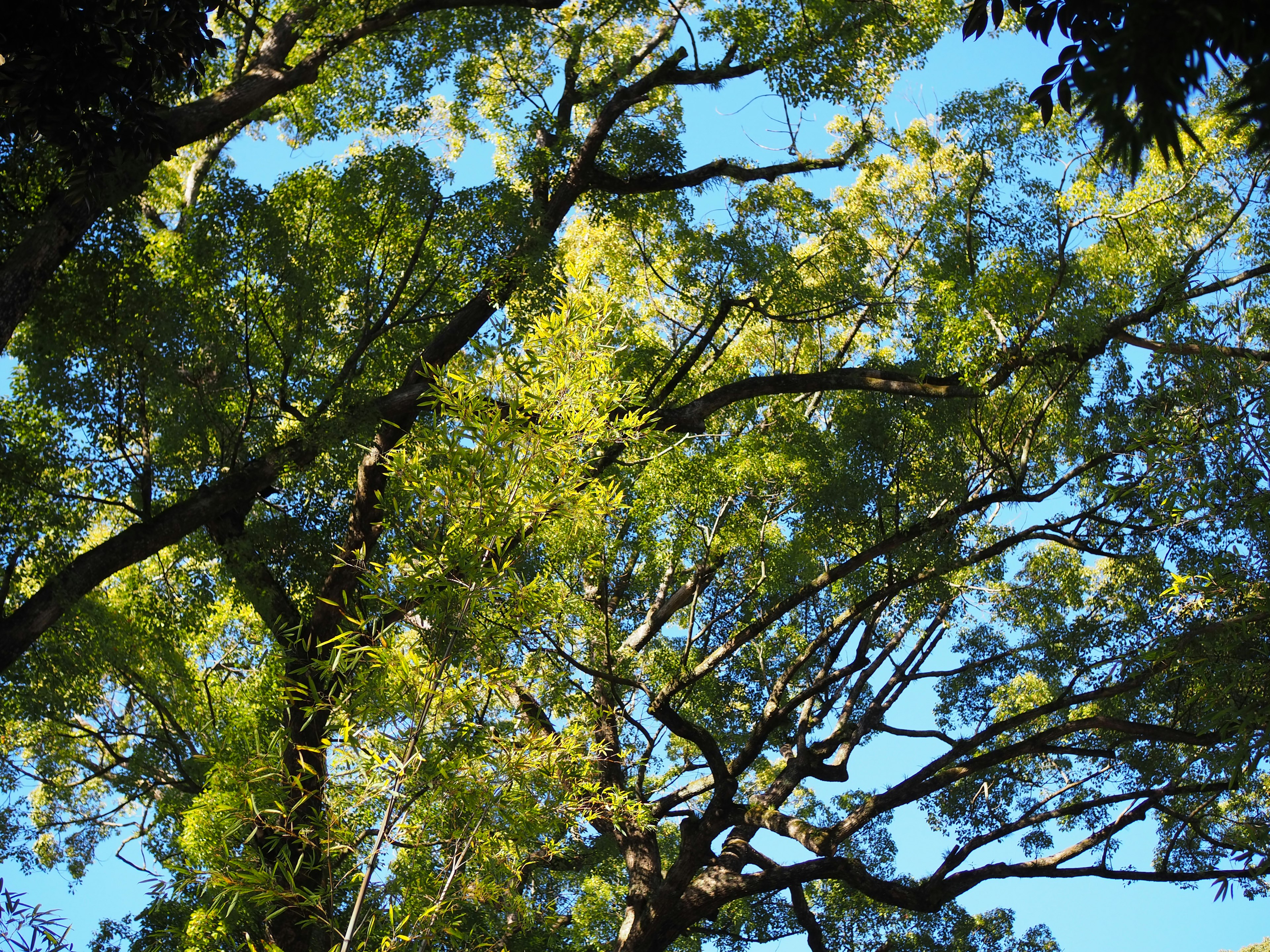 Ramas de árboles verdes que se extienden bajo un cielo azul