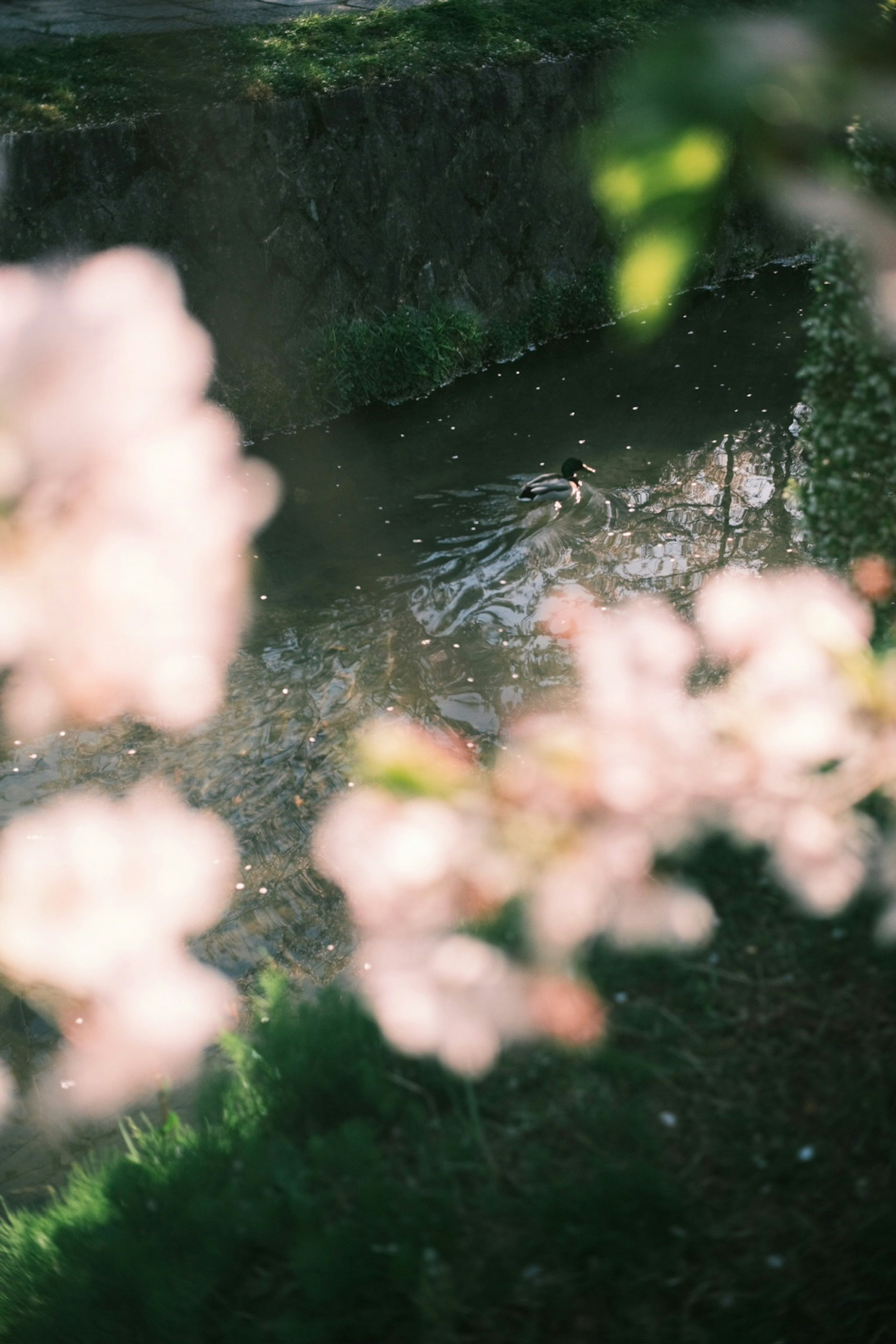 水面に映る桜の花と緑の背景