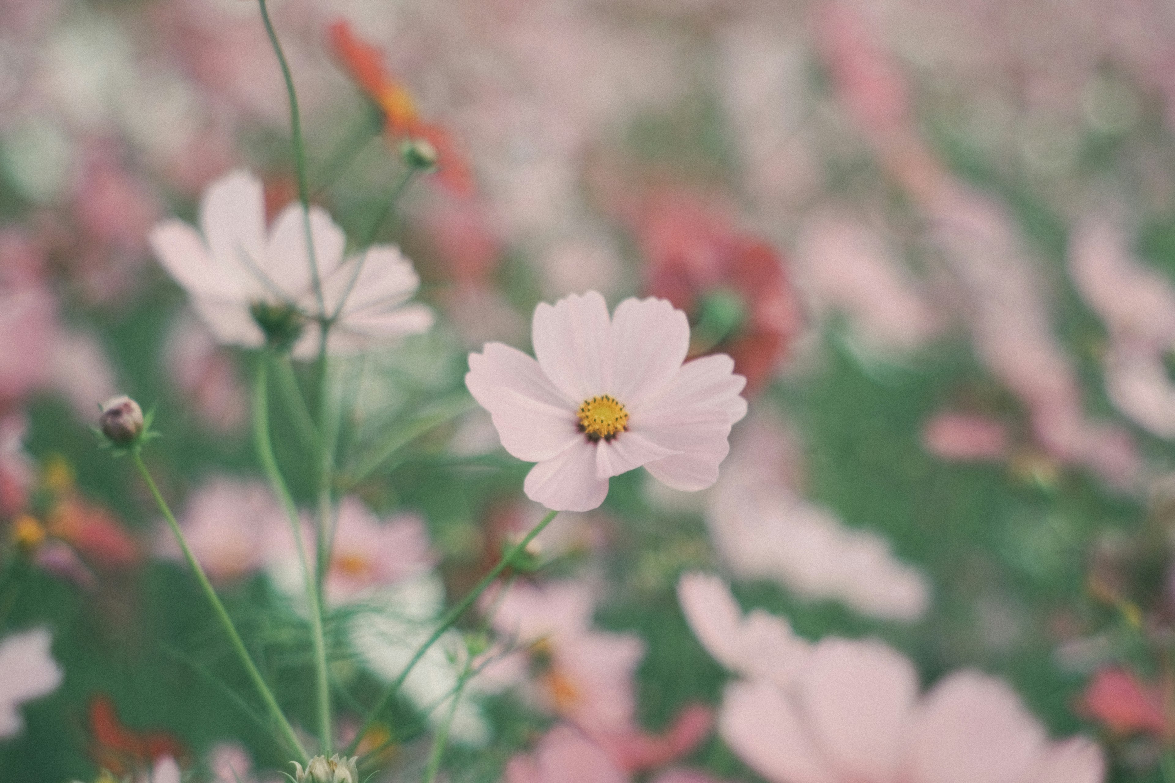 Feld mit rosa Blumen mit zarten Blütenblättern und einem gelben Zentrum