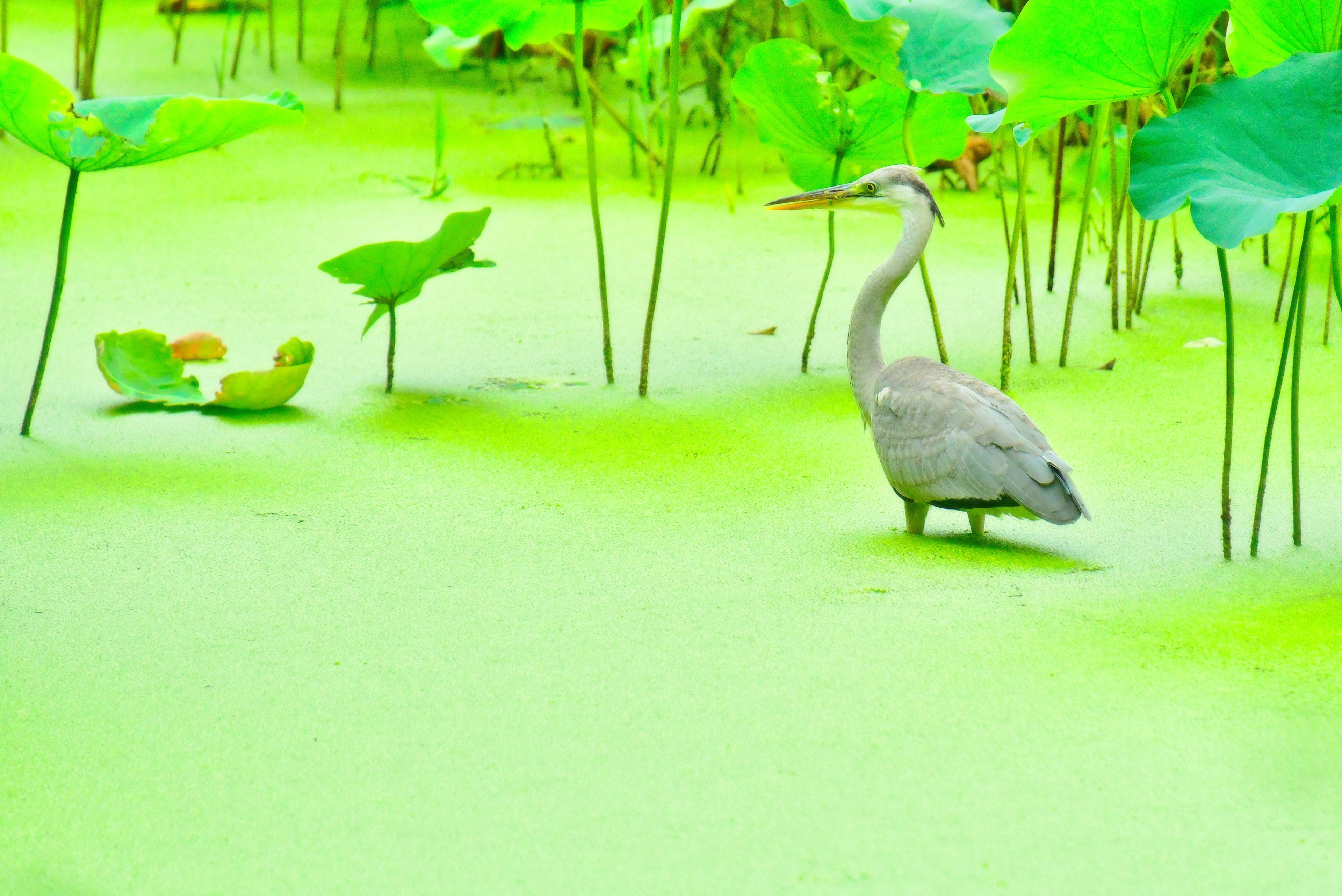 Garza gris de pie en agua verde entre hojas de loto