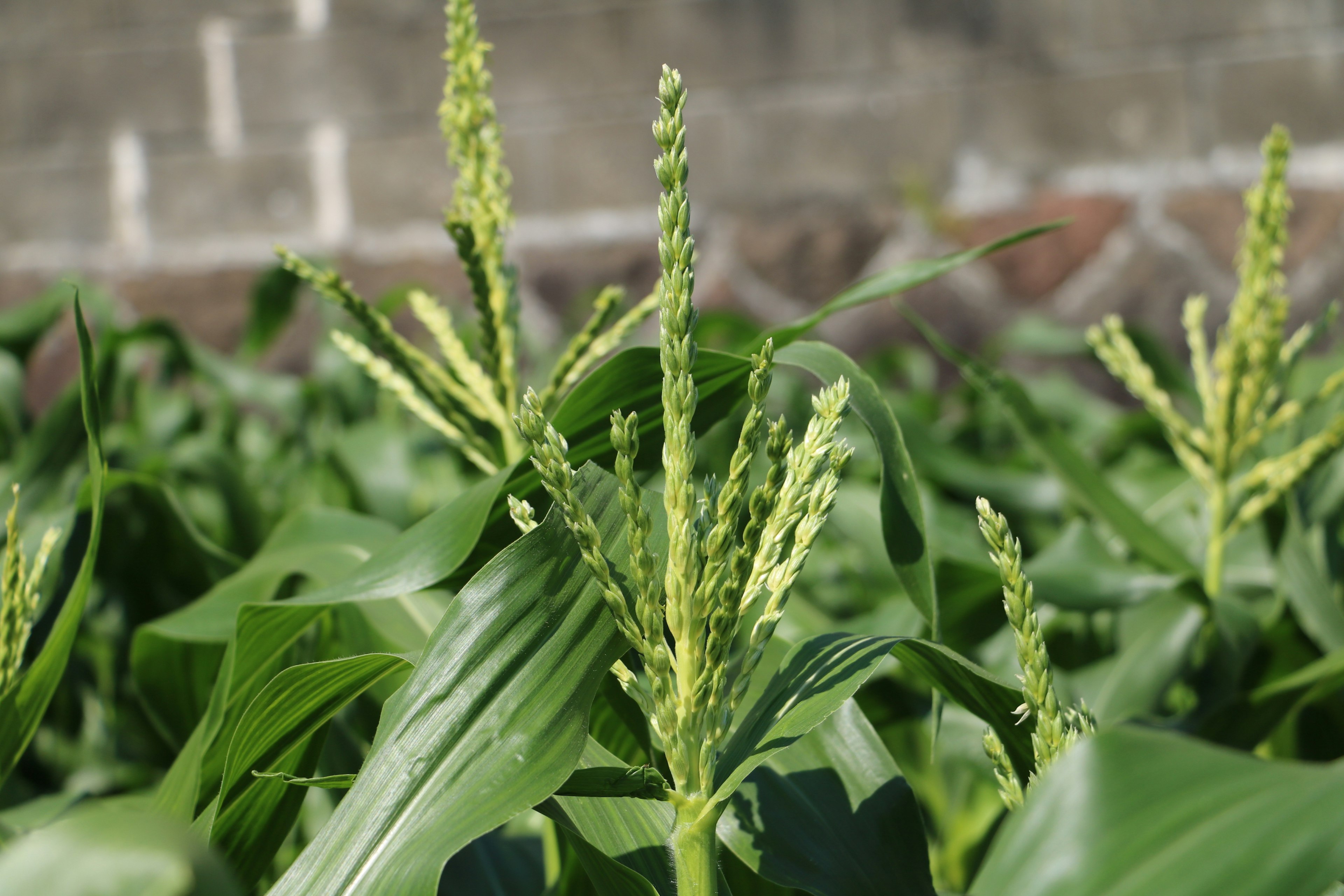 緑の葉に囲まれたトウモロコシの花穂が立ち上がっている