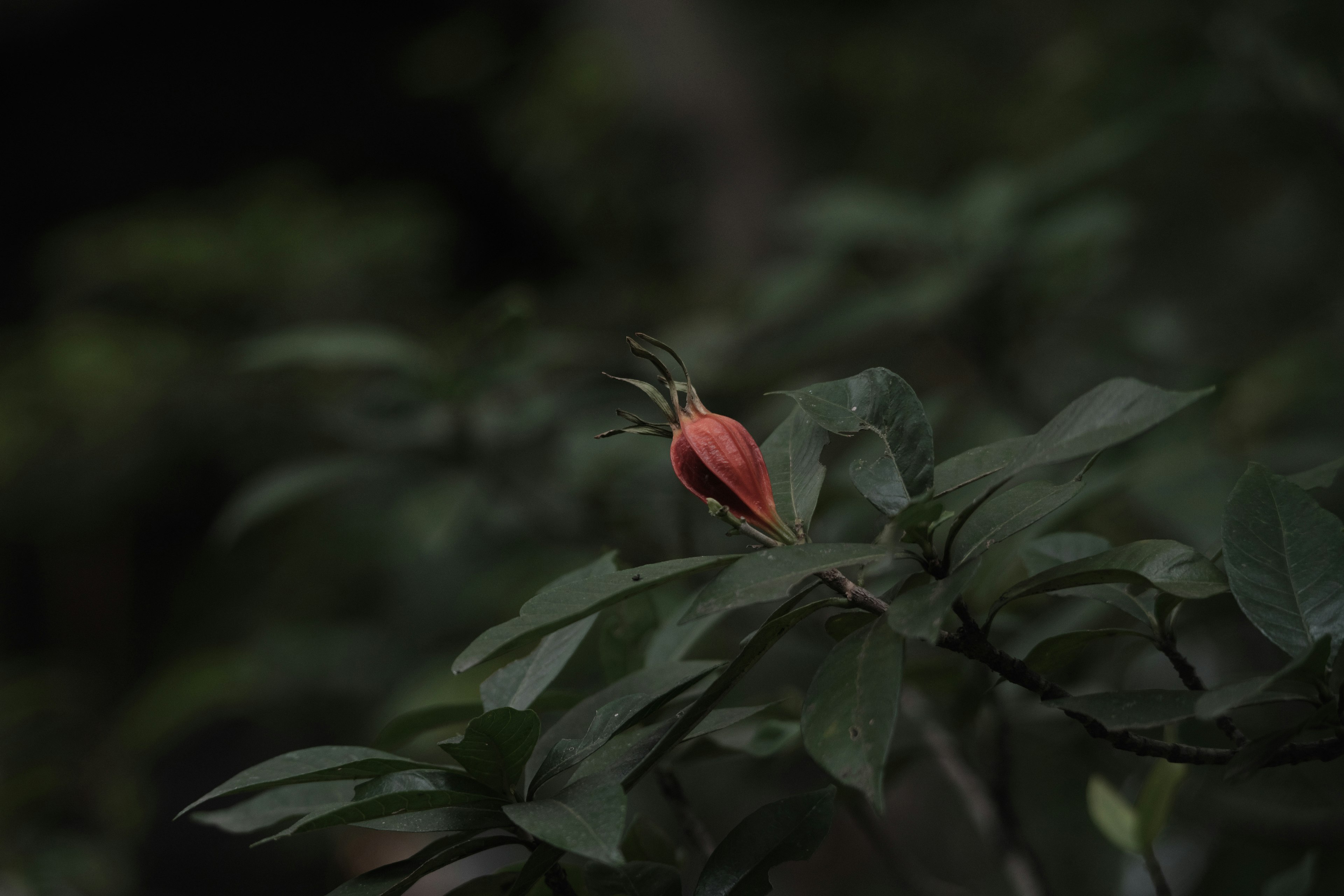 Un capullo de flor roja sobre hojas verdes con un fondo oscuro