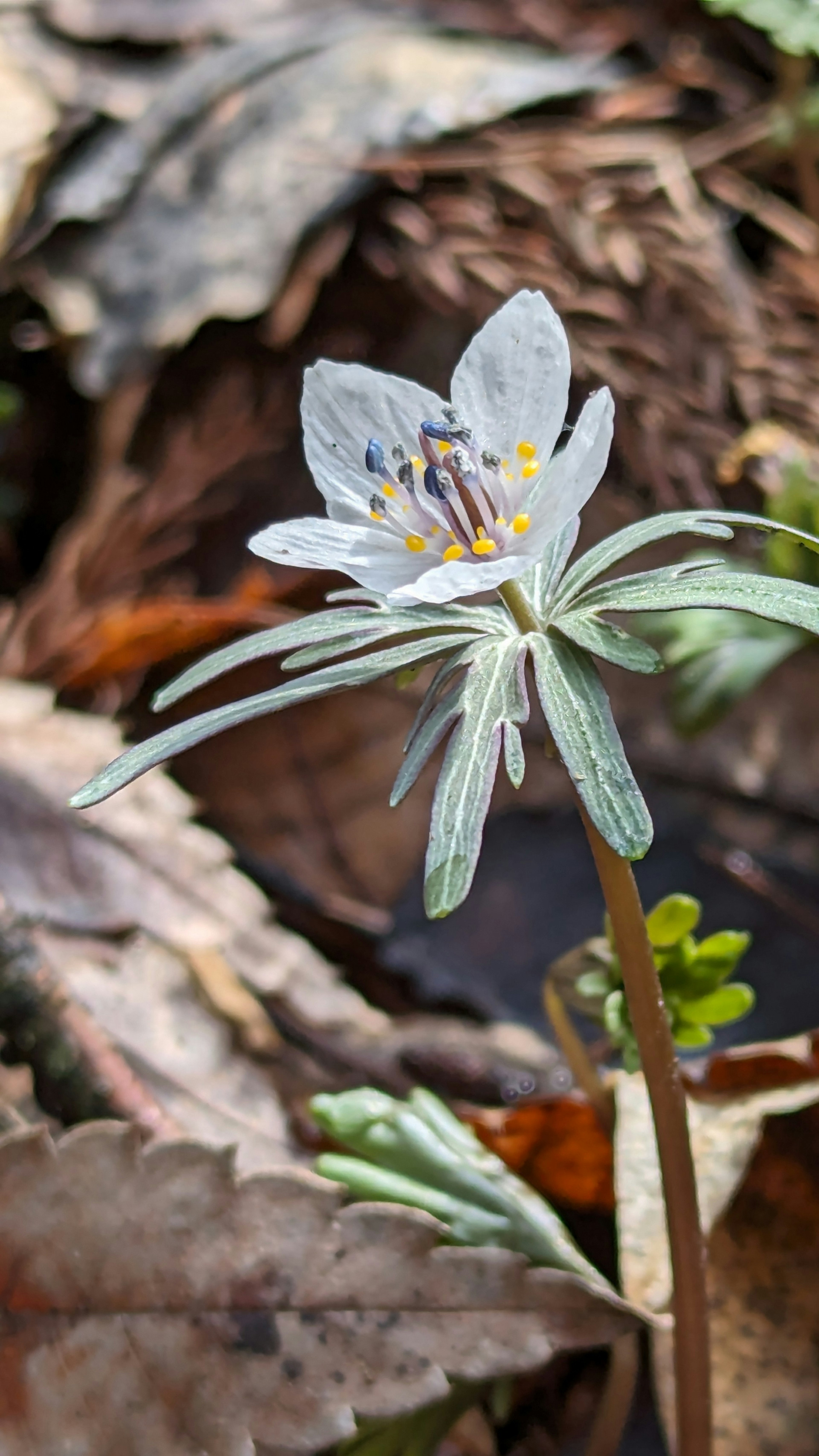 A white flower with green leaves emerging from among dried leaves