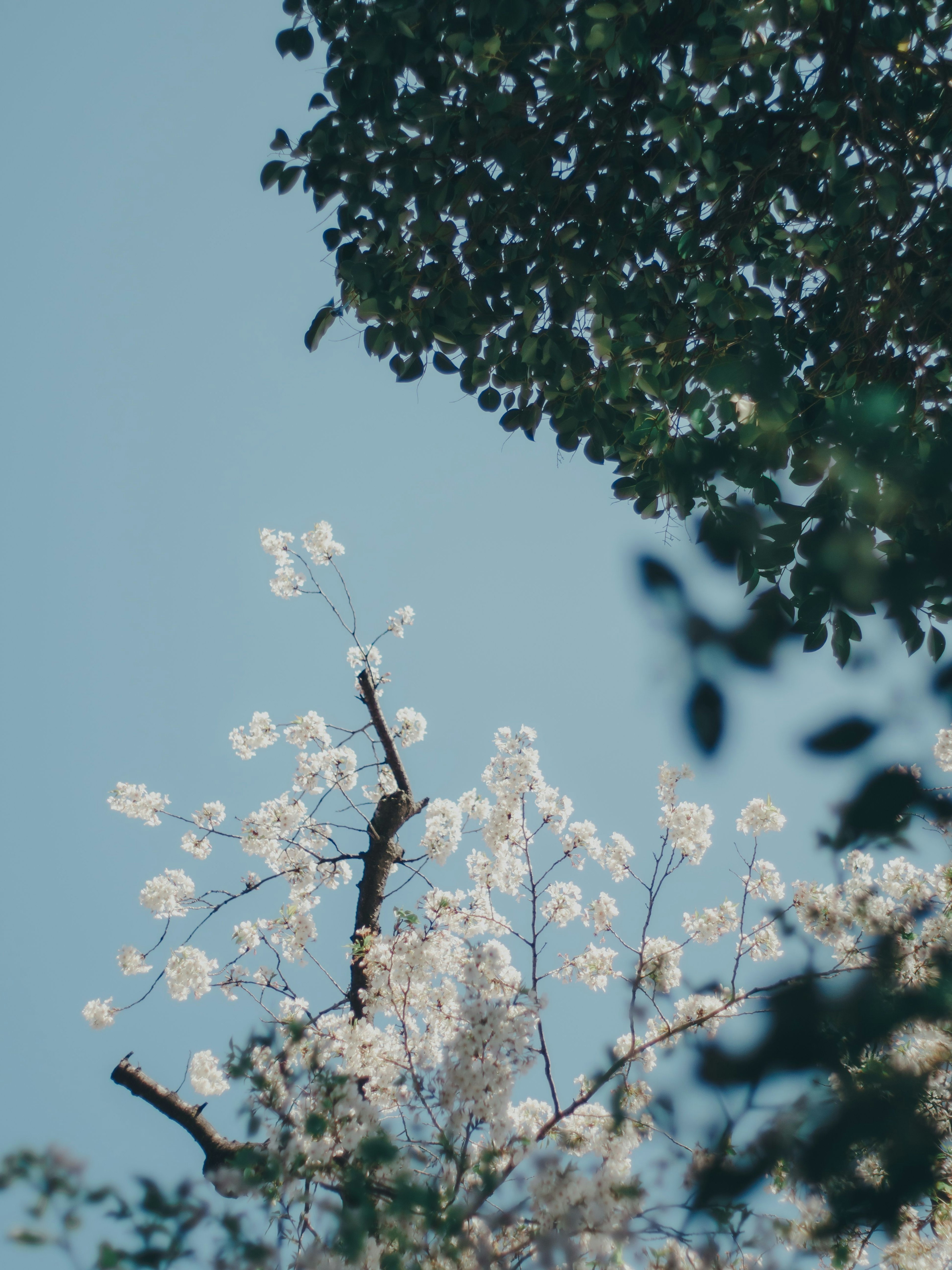 White flowers blooming under a blue sky with green leaves