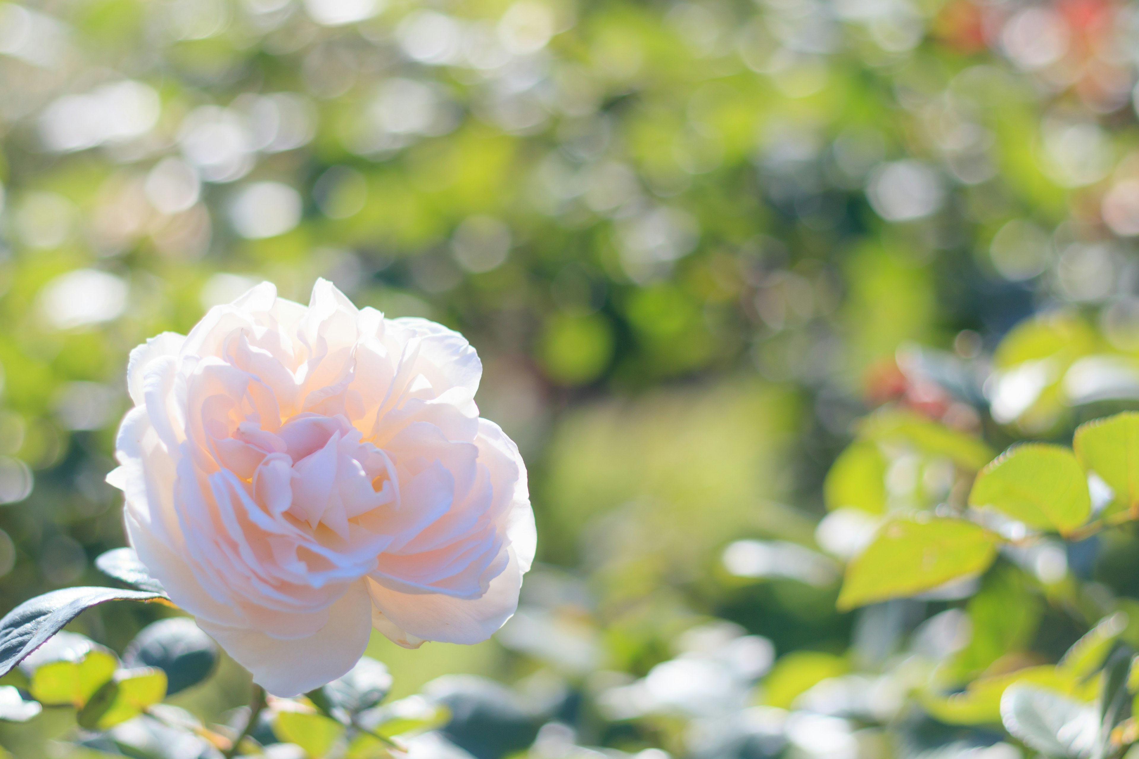 A pale pink rose flower stands out against a green background