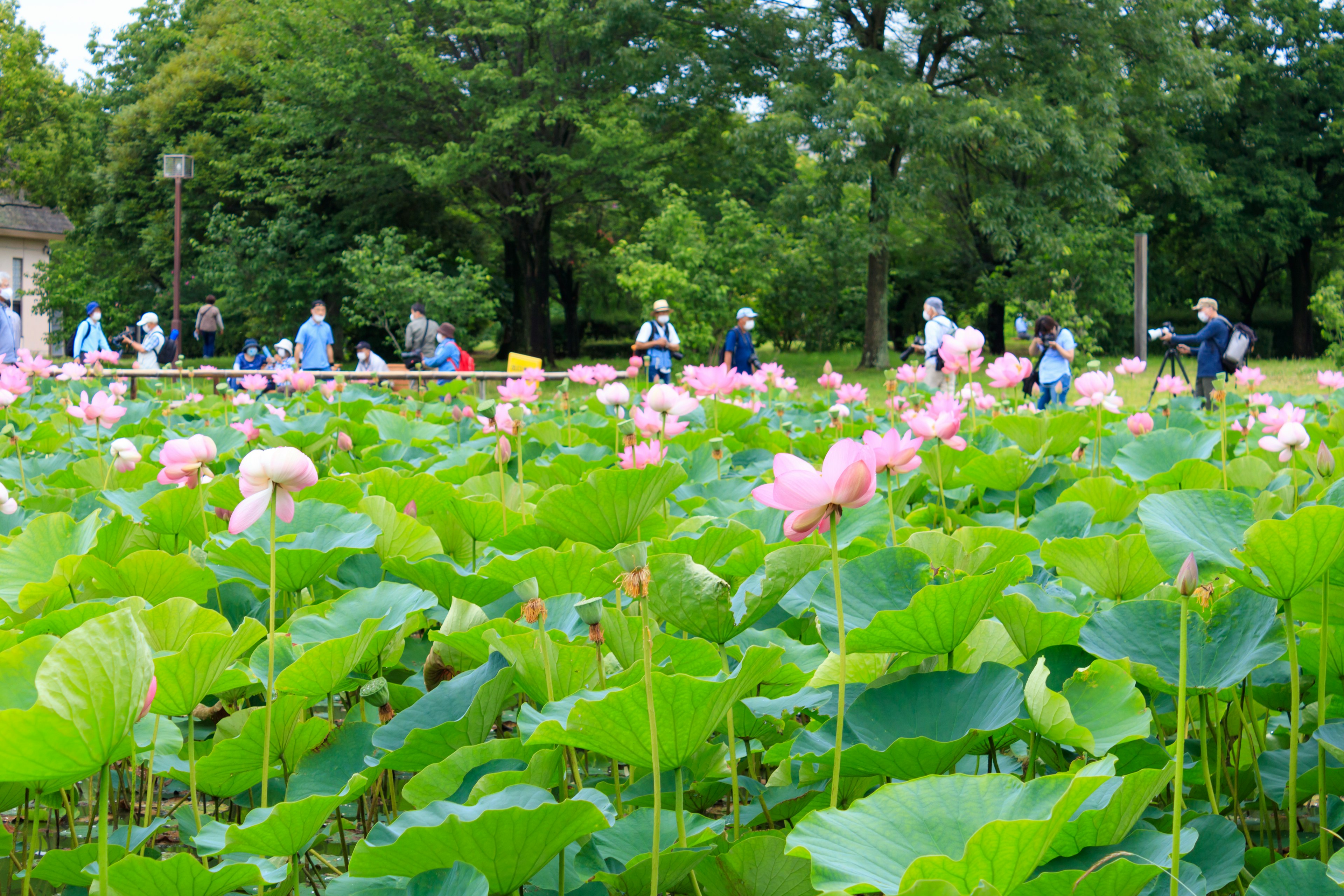 緑の葉に囲まれたピンクの蓮の花が咲く池で、見物客が楽しんでいる風景