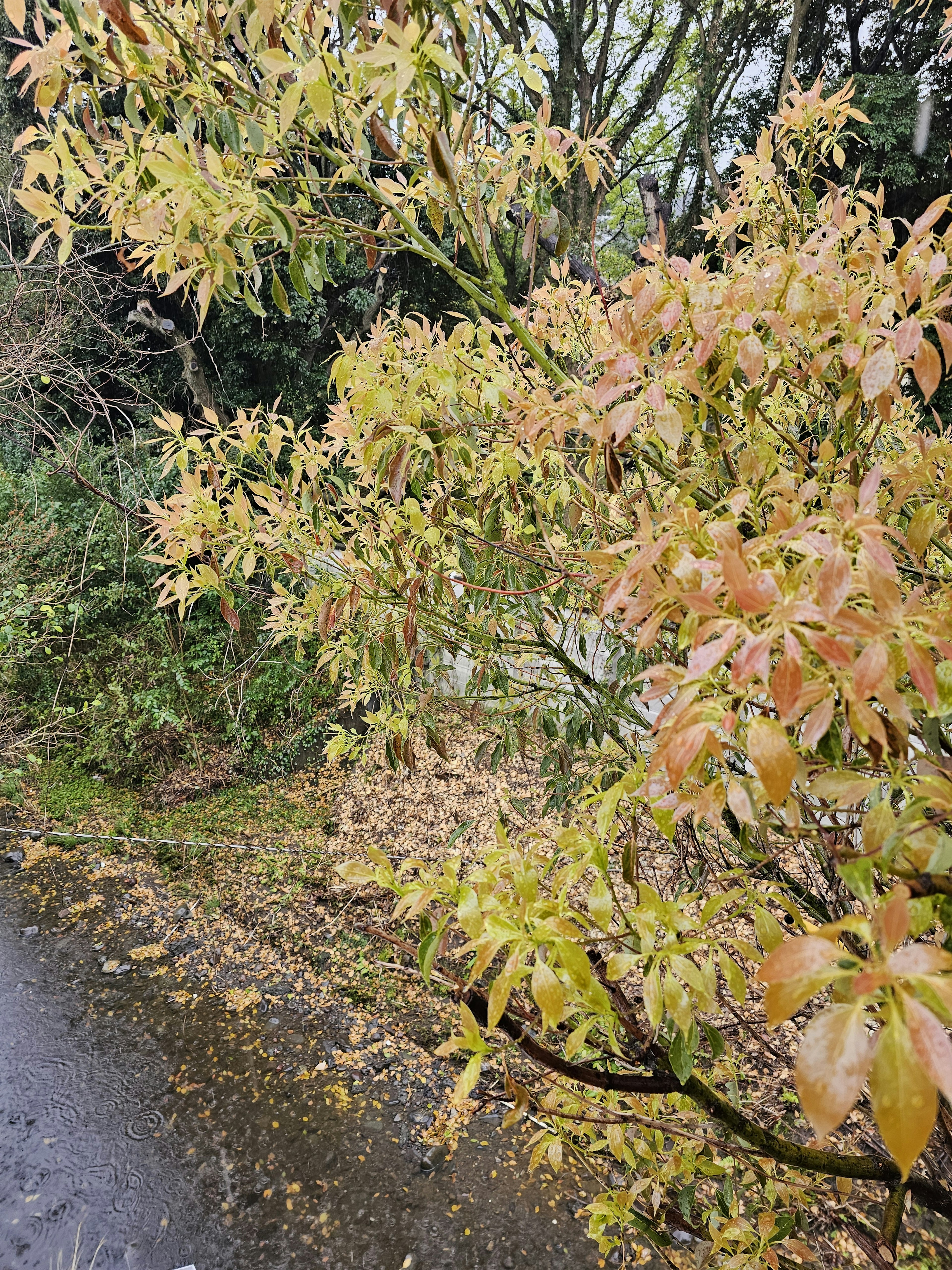 Autumn foliage on a tree with wet ground and surrounding greenery