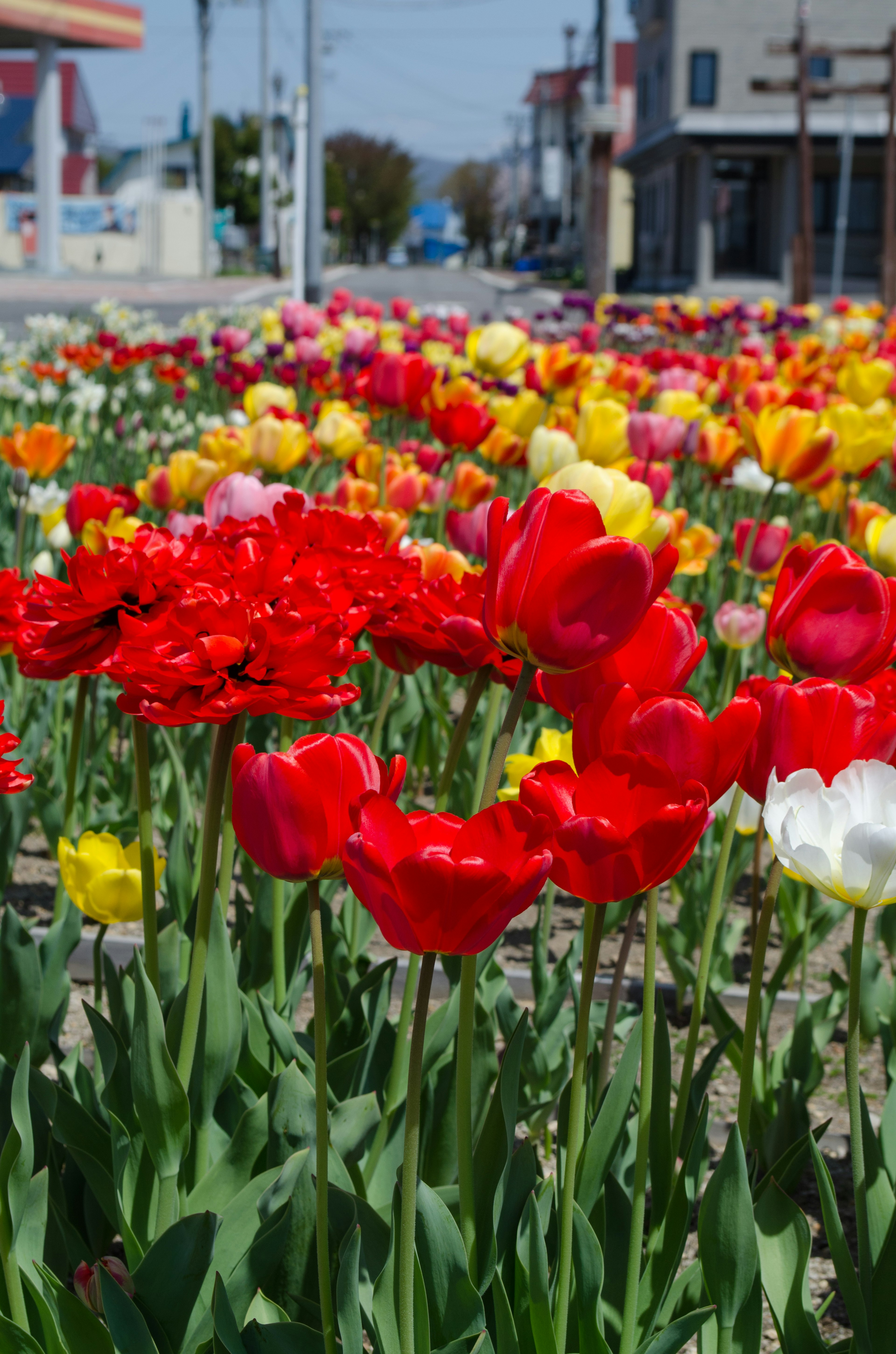 Tulipani colorati che fioriscono in un'aiuola