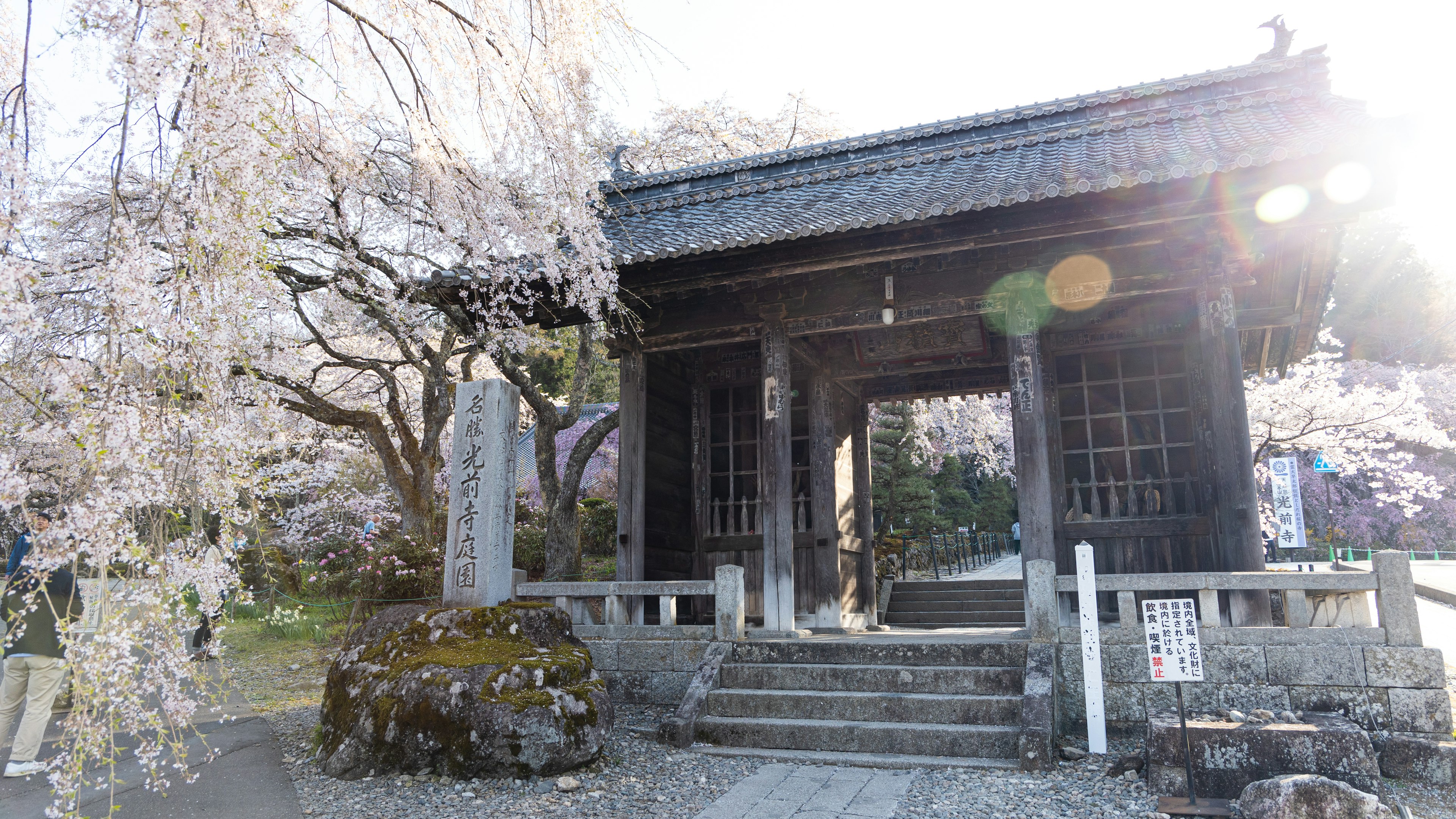 桜の木が咲く美しい寺の門を背景にした光景