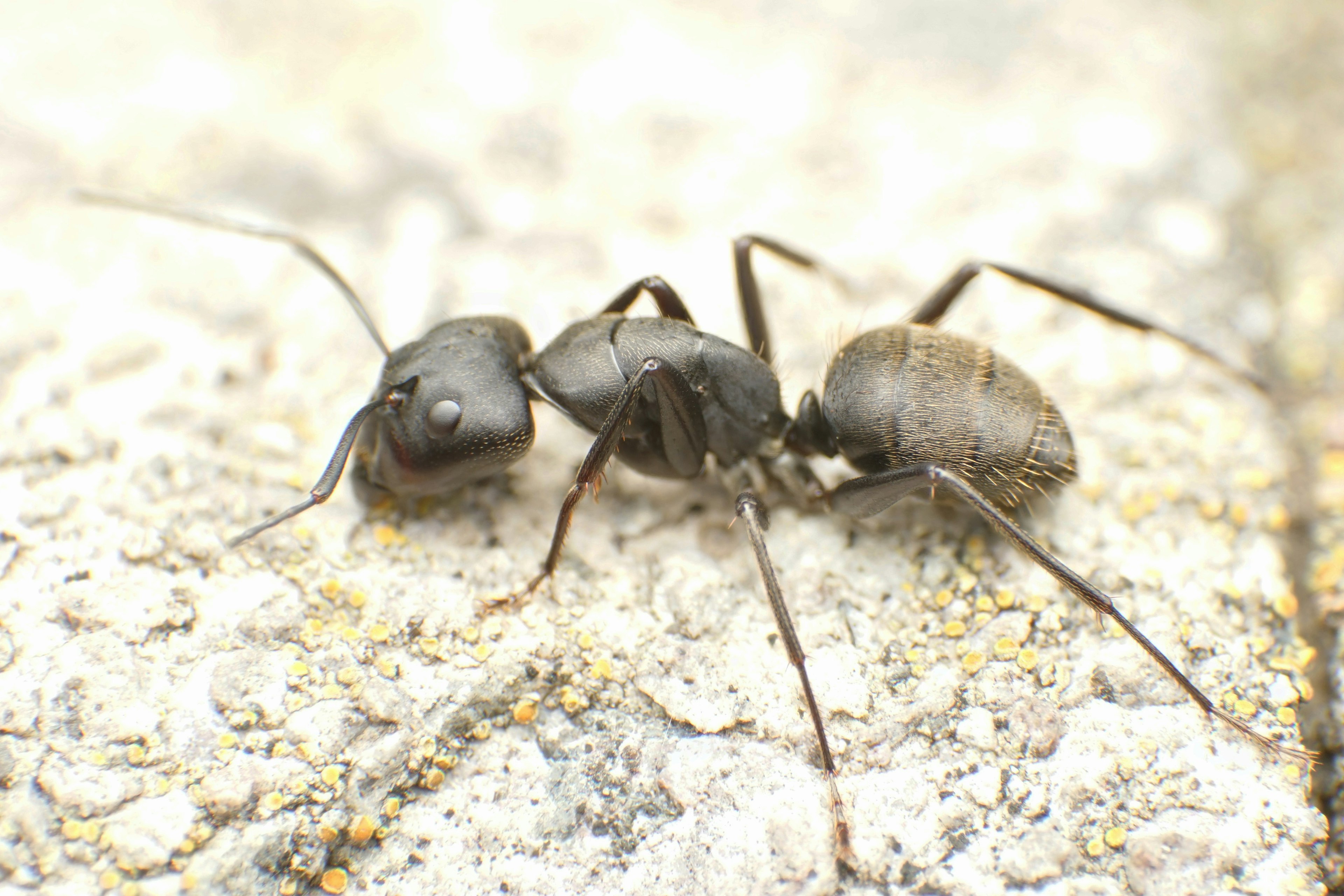 Two black ants on a stone surface