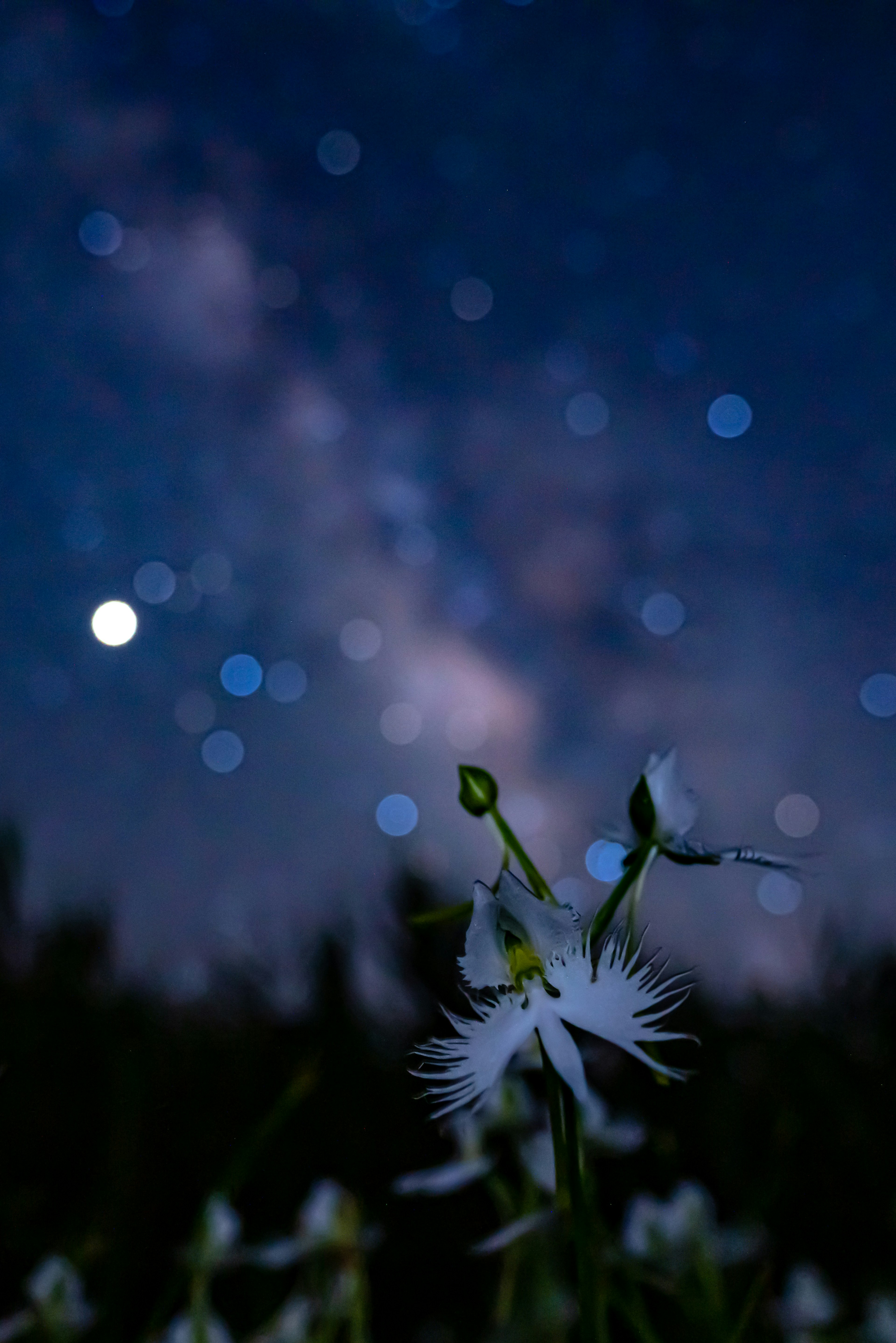 夜空に輝く星々と白い花のクローズアップ