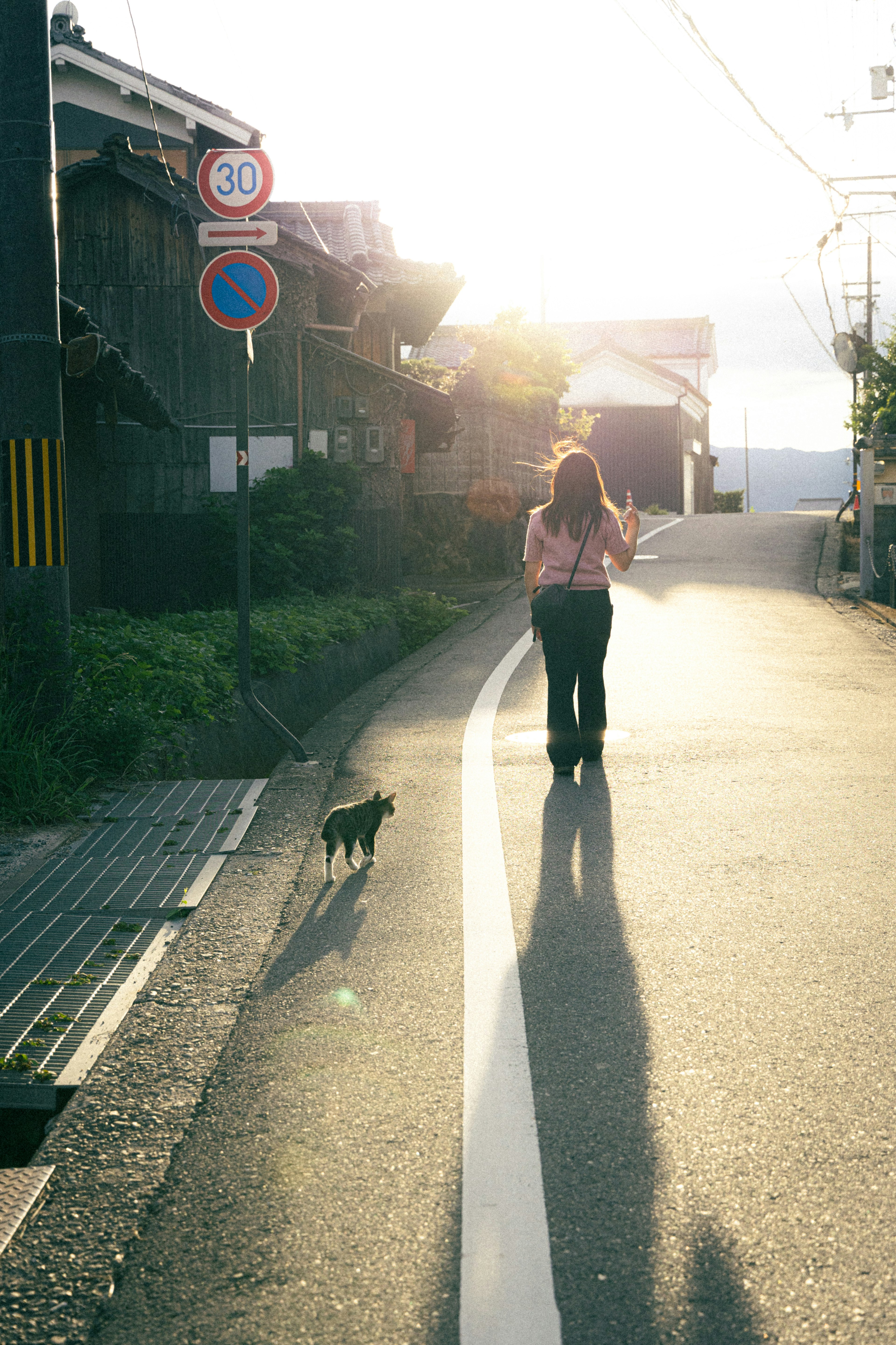 女性が犬と一緒に散歩する風景夕日が背景にある