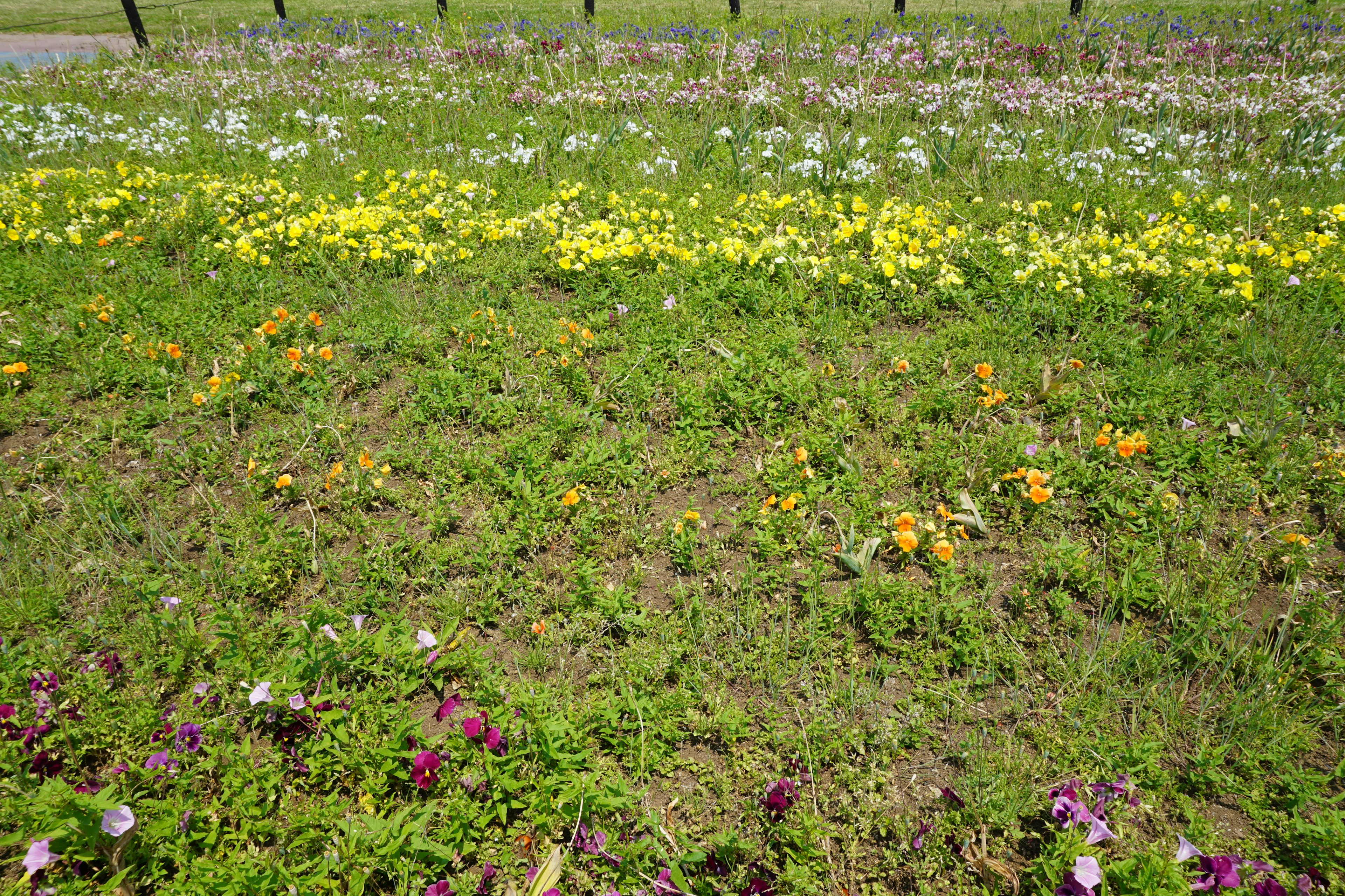 Fiori selvatici colorati che sbocciano in un prato verde