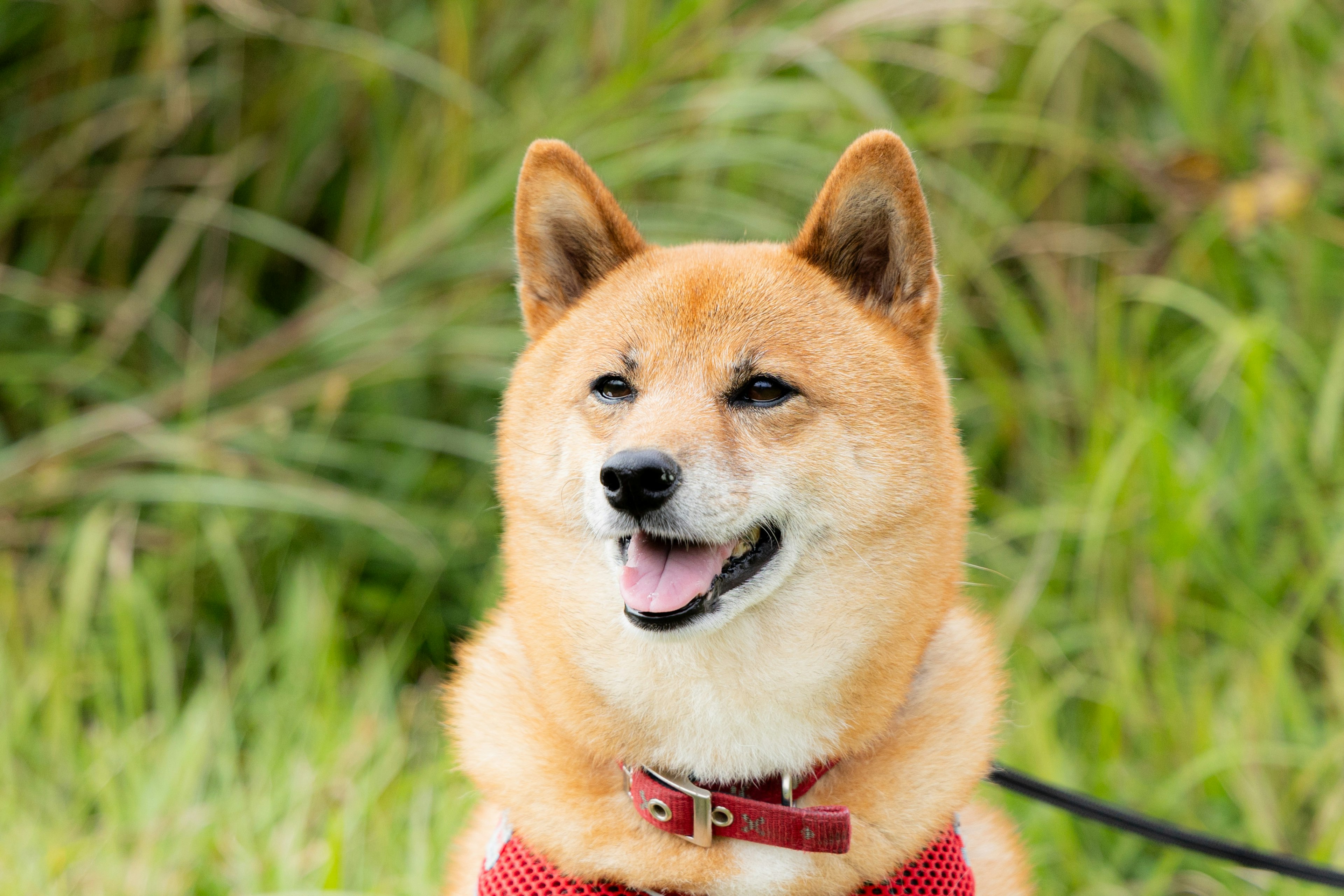 Shiba Inu tersenyum duduk di depan latar belakang hijau