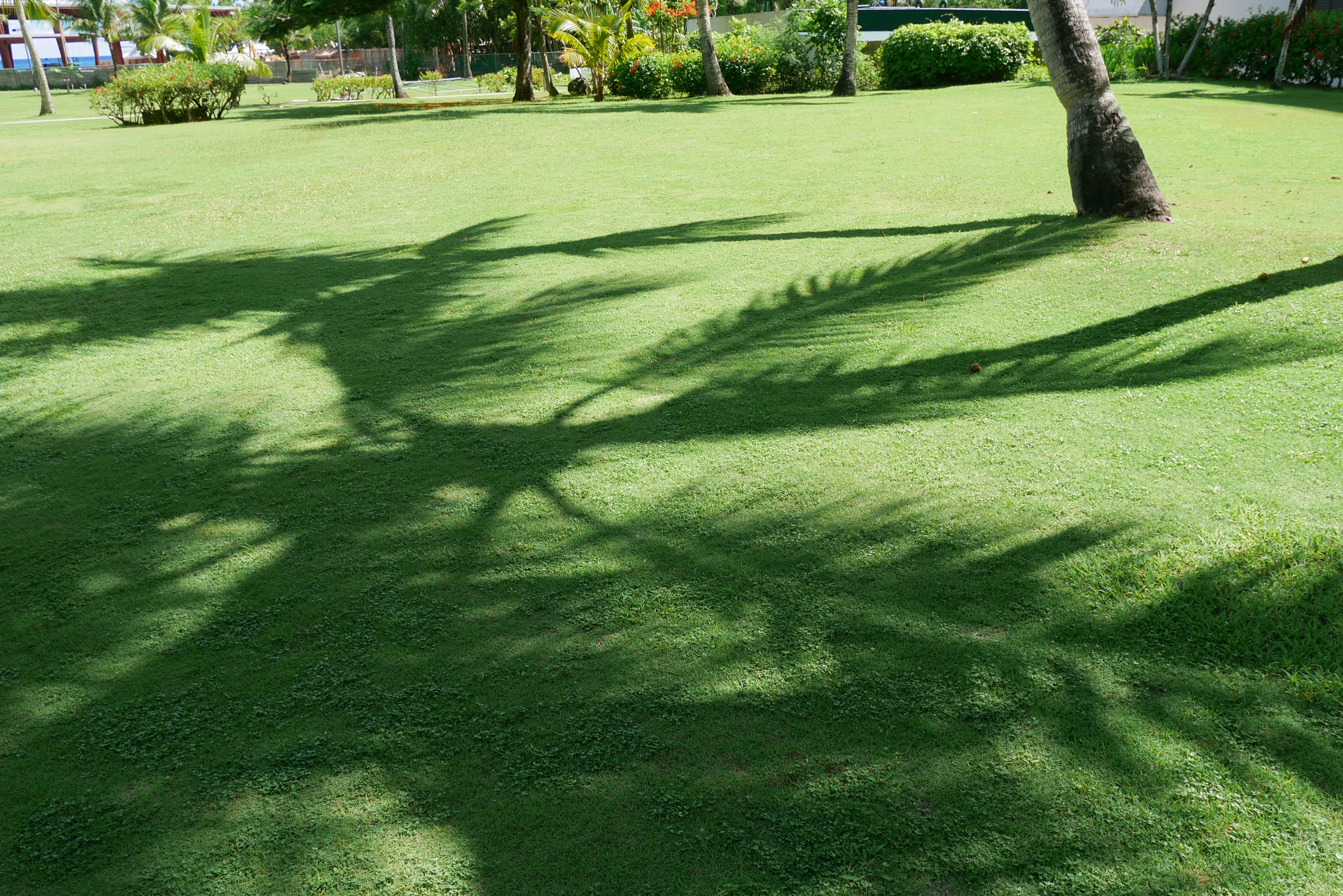 Schöne Parkszene mit Palmen Schatten auf grünem Gras