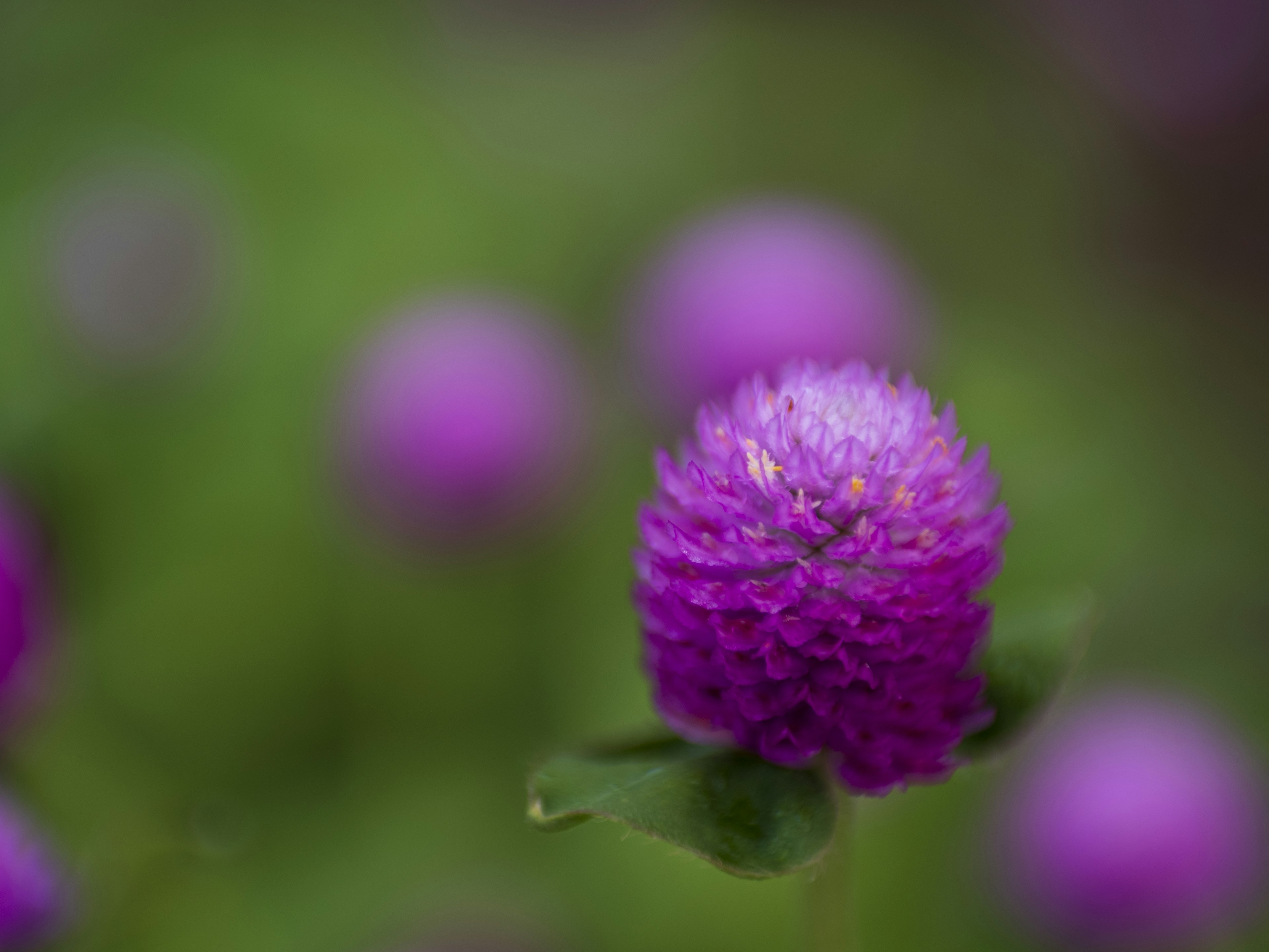 Fleurs globulaires violettes vibrantes en fleurs avec un arrière-plan vert flou