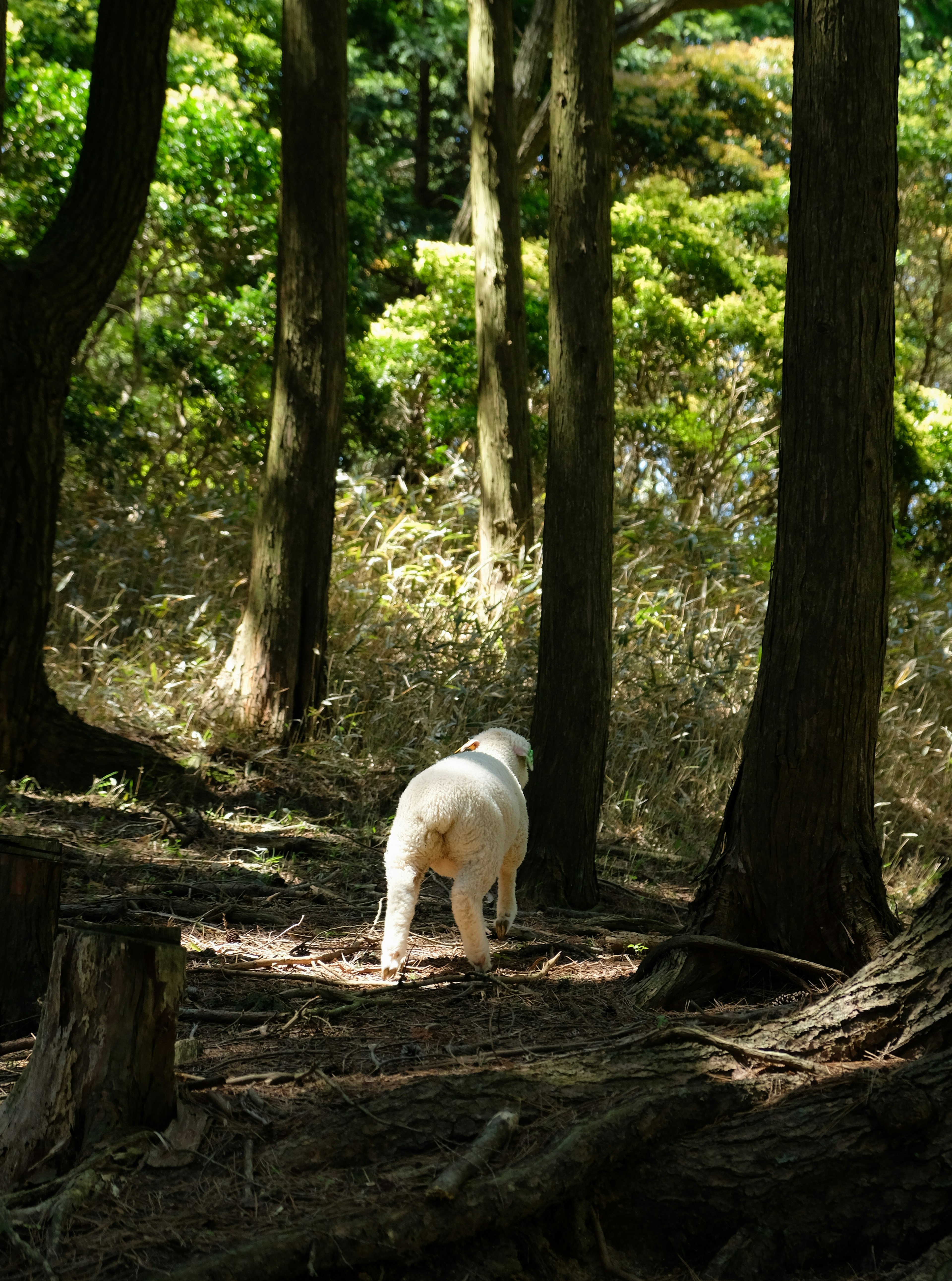 Anjing putih berjalan di hutan